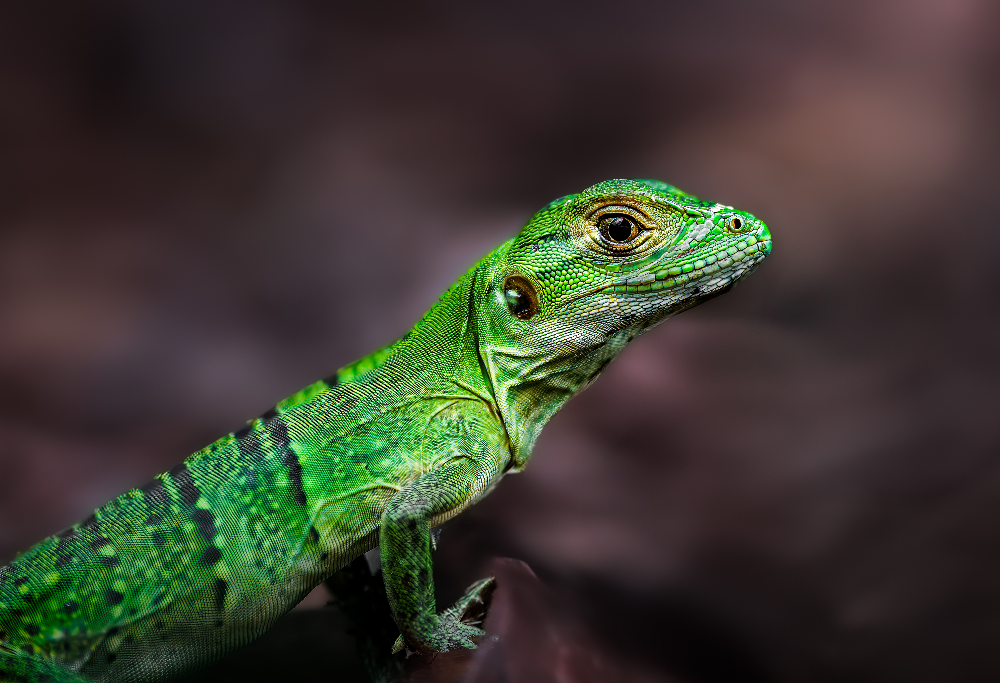 lizard, chameleon, reptile, flower, macro, sunrise, sunset, closeup,, Atul Saluja