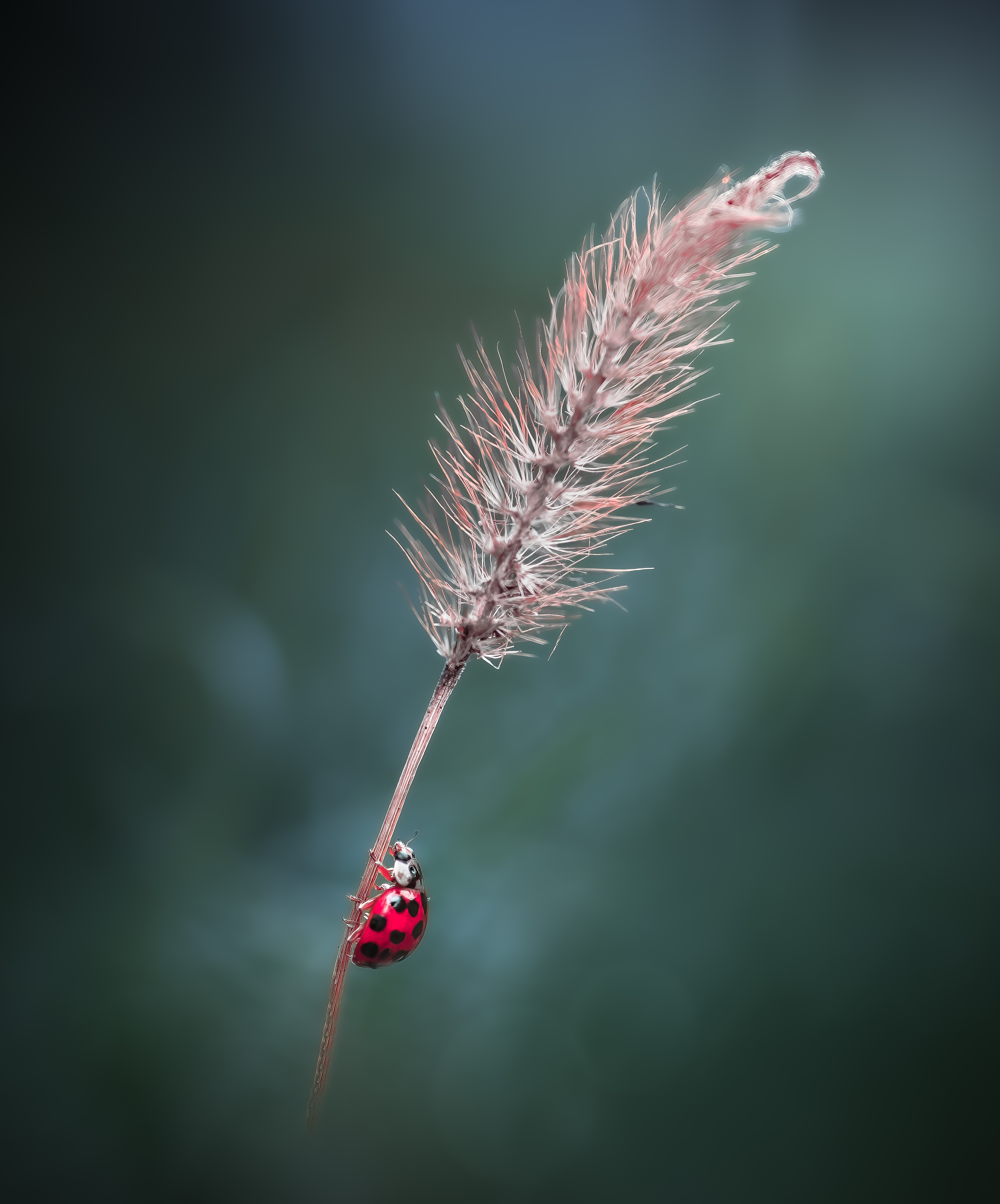 ladybug, beetle, insect, flower, macro, bugs, ladybird,, Atul Saluja