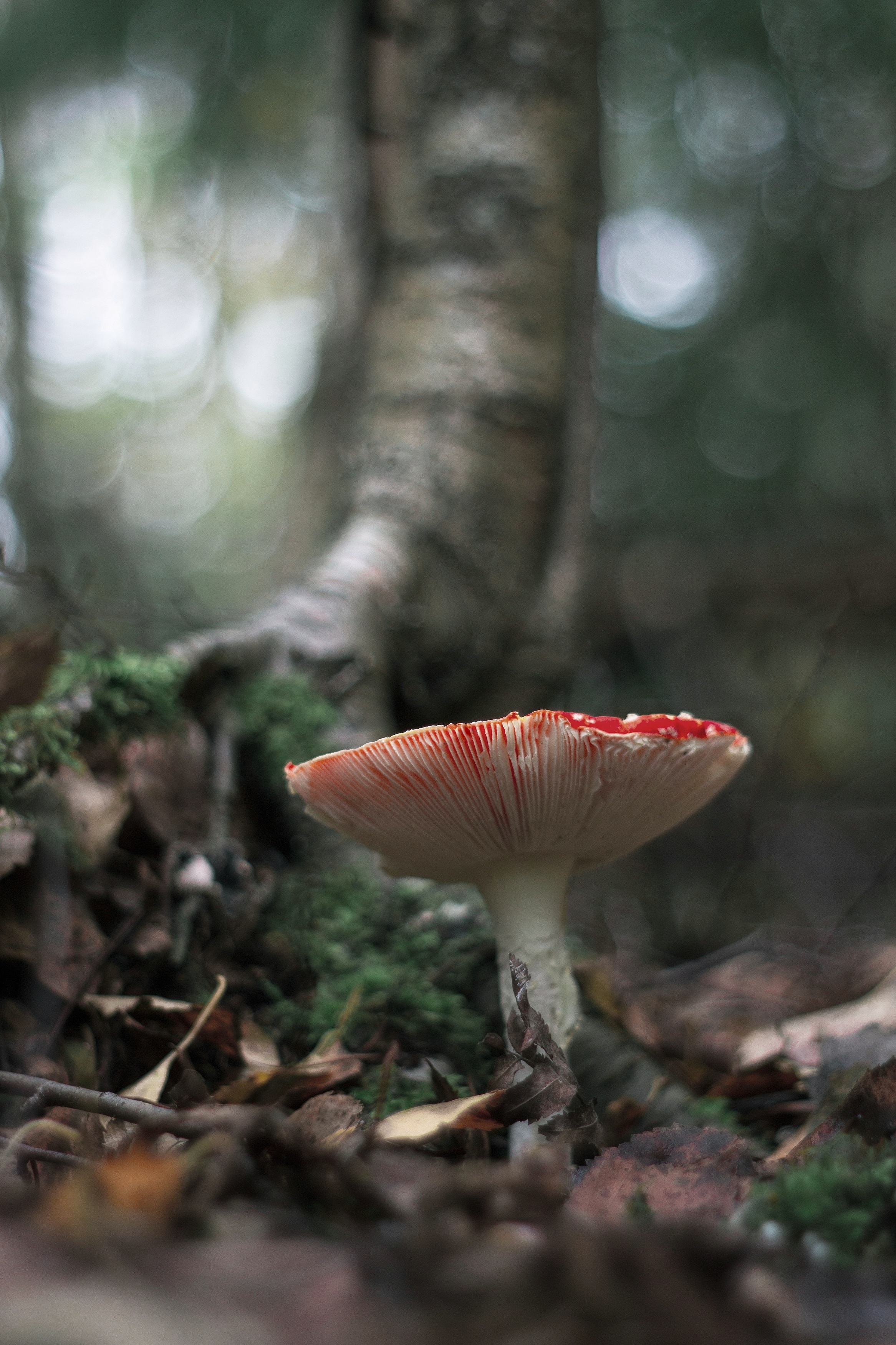 грибы, макро, осень, лес, pentacon, manual lens, мухомор, nature, forest, bokeh, боке, Обидина Мария