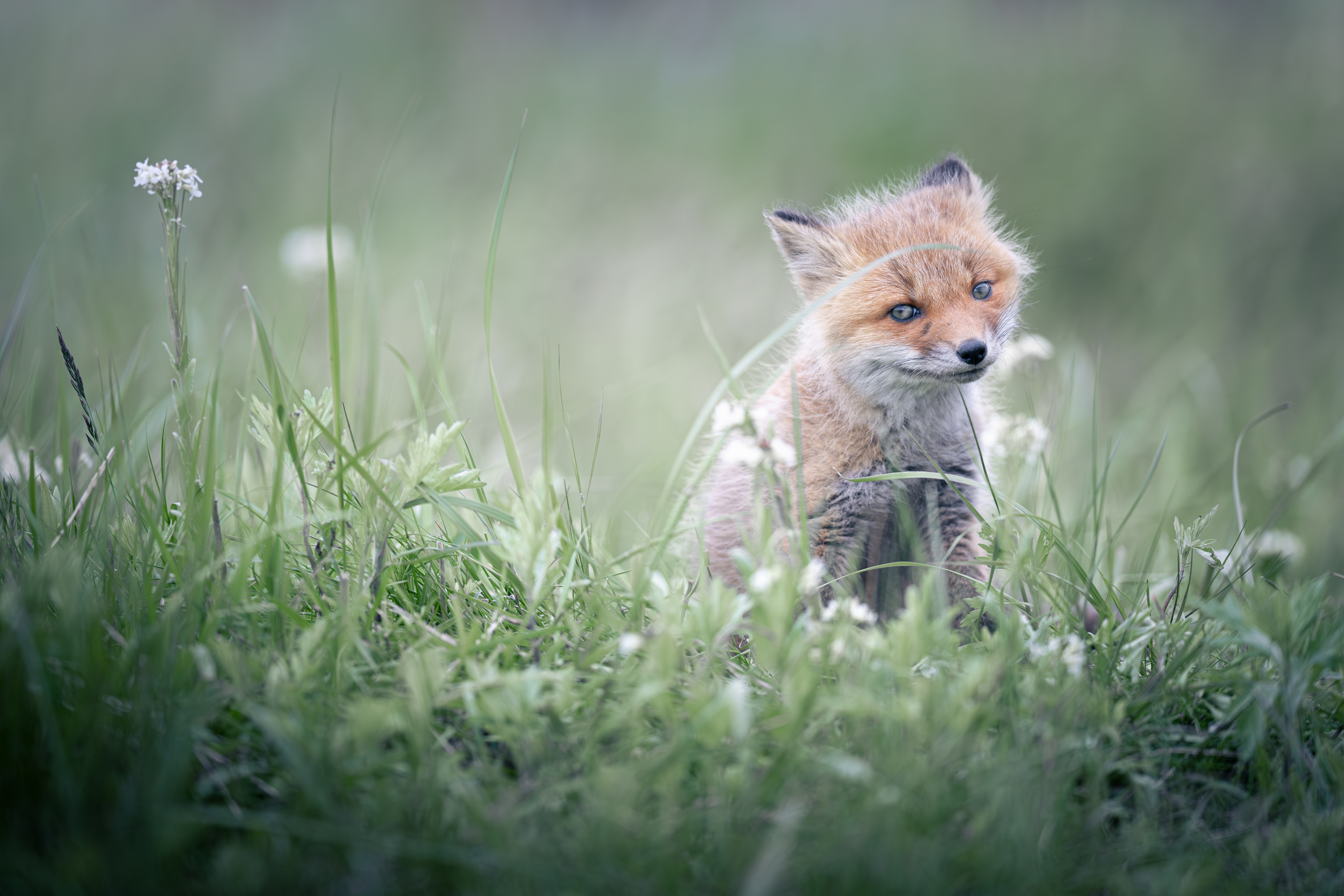 fox, wildlife,, Utsunomiya Ryo