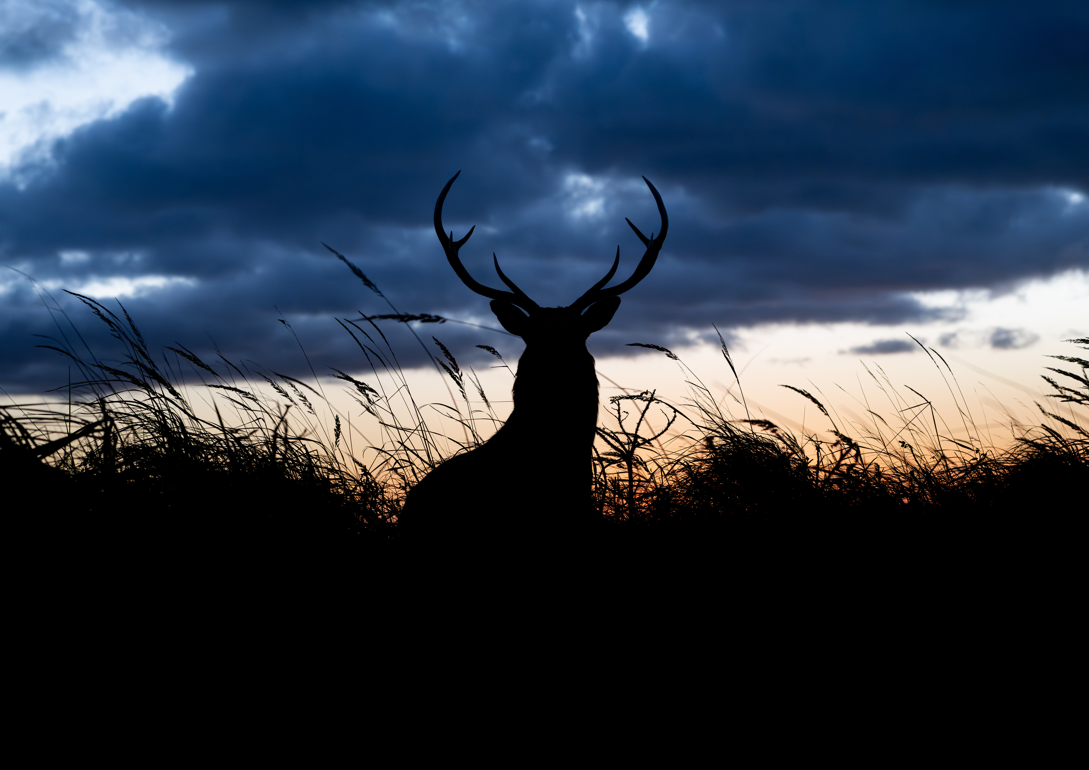 deer, autumn, silhouette, Utsunomiya Ryo