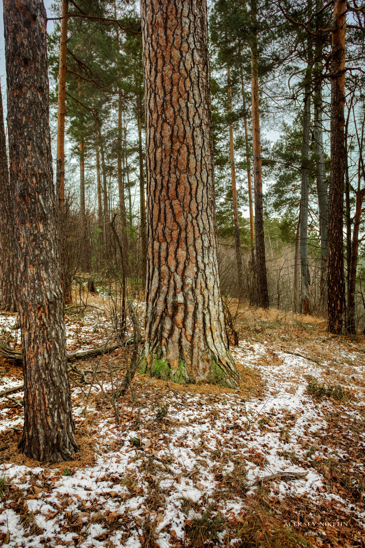 , Никитин Алексей