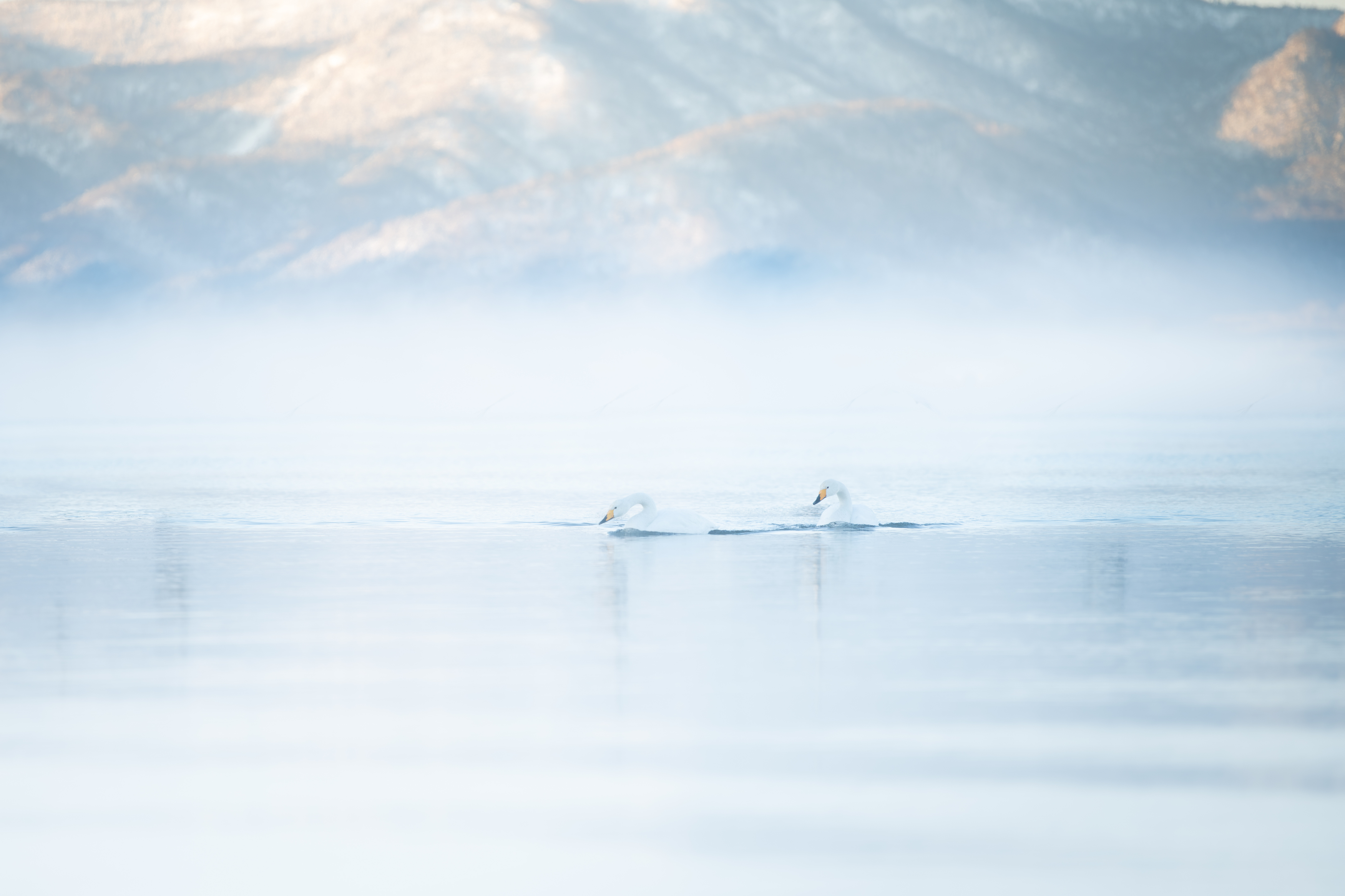 swan, winter, wildlife, bird,, Utsunomiya Ryo