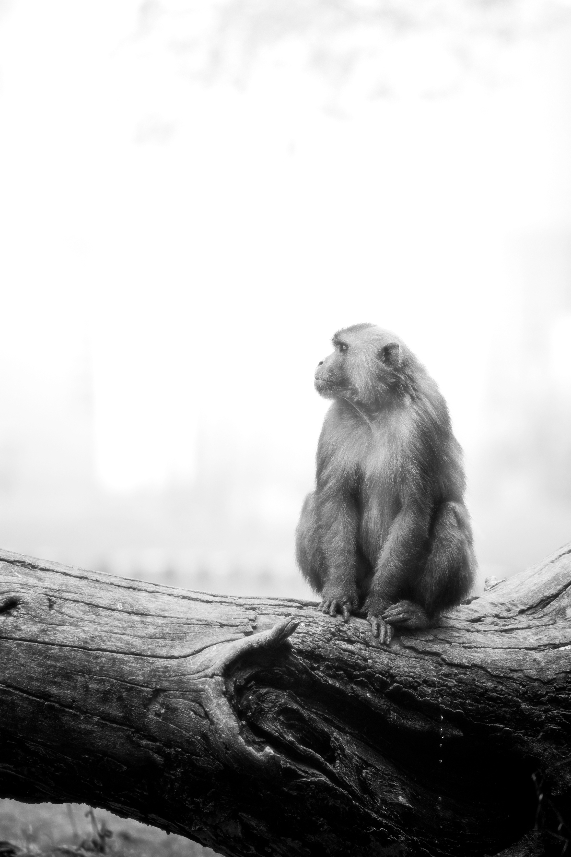 On a misty morning in Bharatpur Bird Sanctuary, a Rhesus macaque finds a moment of calm atop a weathered log. The chilly air wraps the scene in soft light, as the macaque pauses in contemplation, subtly defying the cold with a stream of warmth. Even in th, Abhisek Bagaria