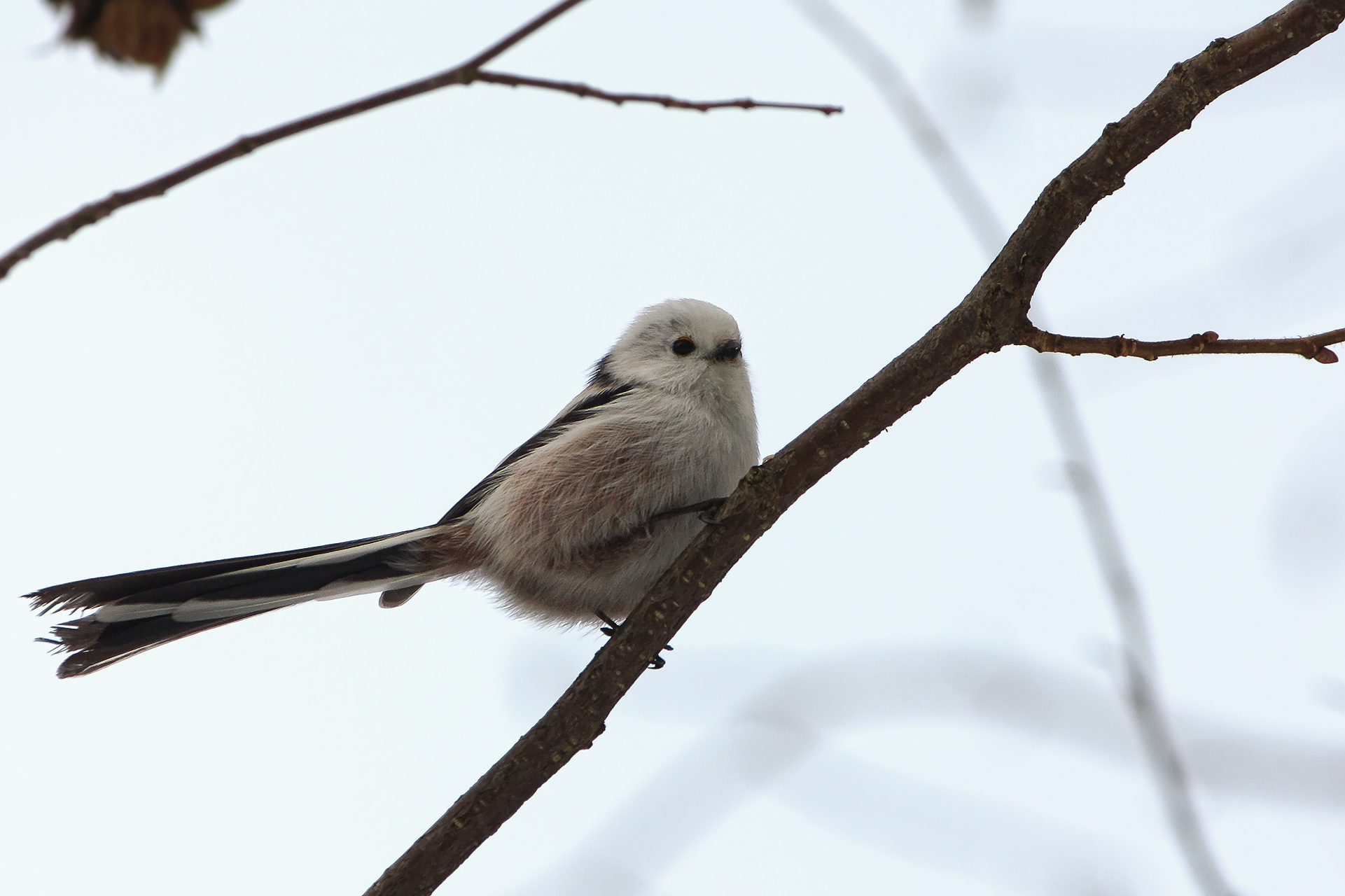 длиннохвостая синица, ополовник, aegithalos caudatus, КарОл