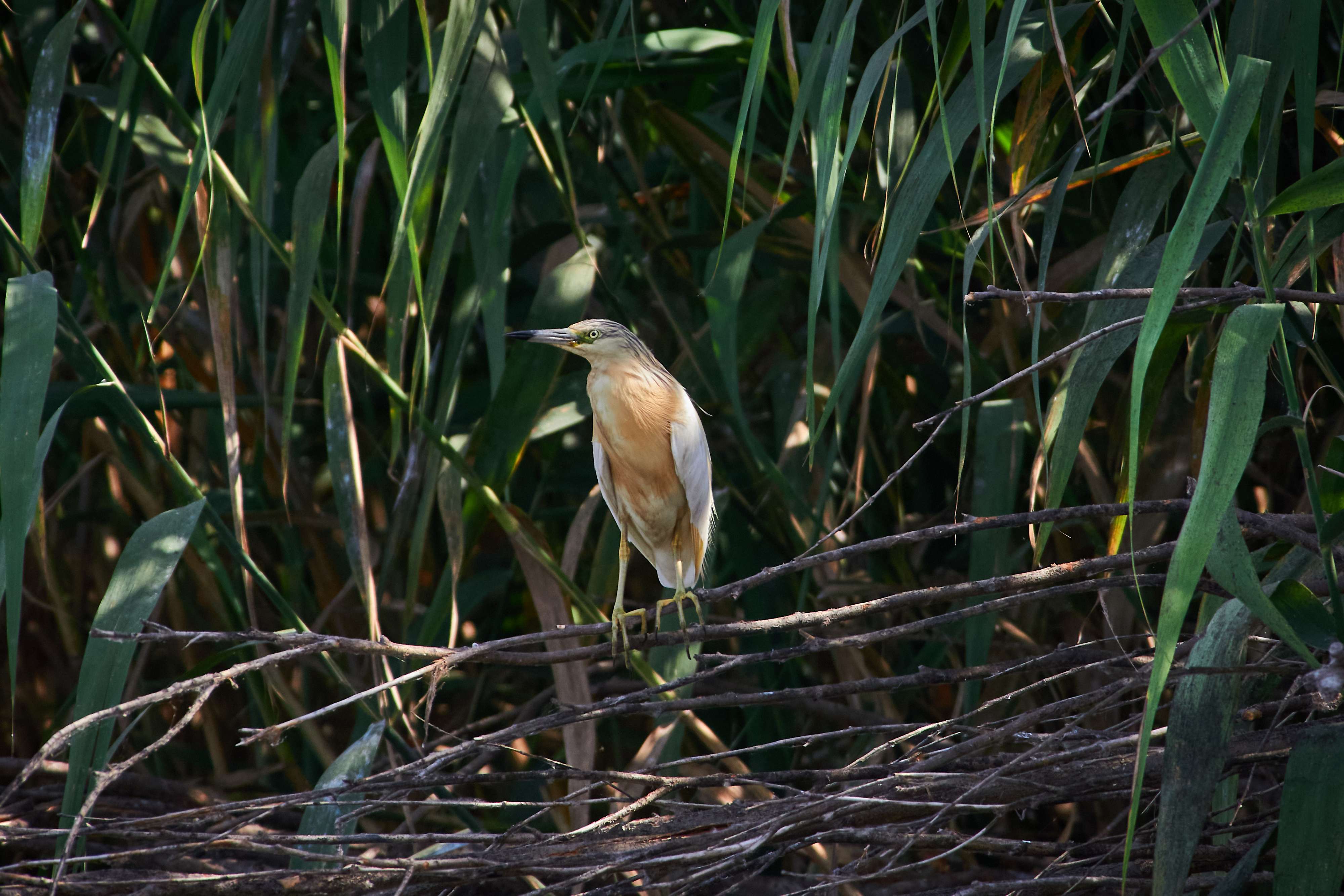 bird, birds, volgograd, russia, wildlife, , Павел Сторчилов