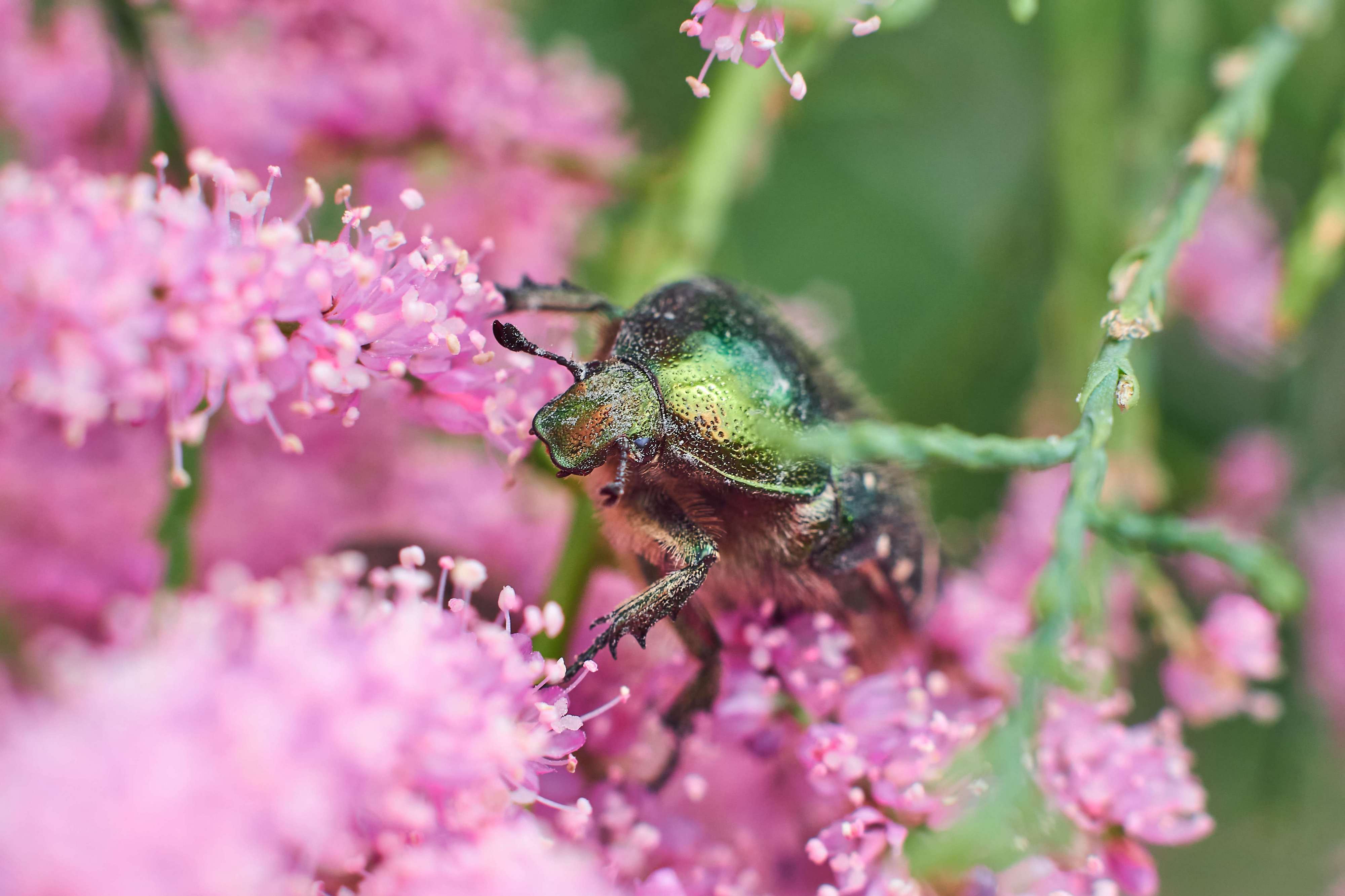 macro, volgograd, russia, wildlife, , Павел Сторчилов