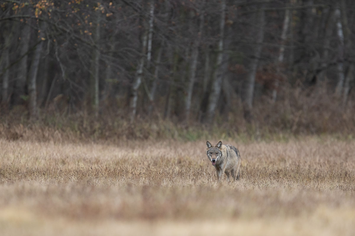 las,puszcza białowieska,ssaki,polana, Zakrzewski Marcin