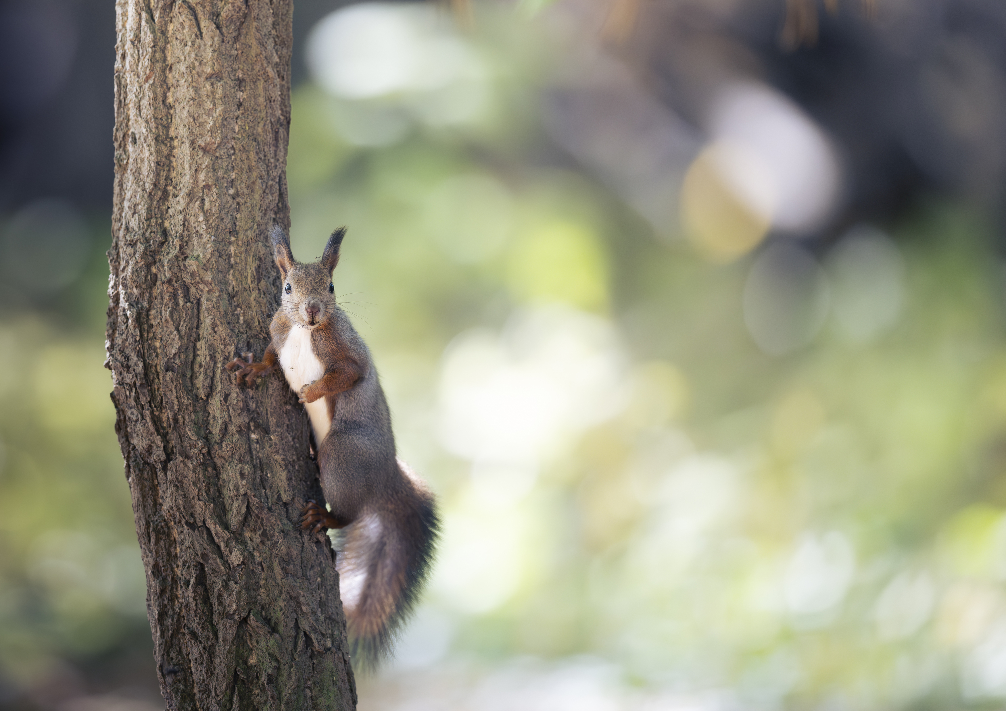 nature, wildlife,, Utsunomiya Ryo