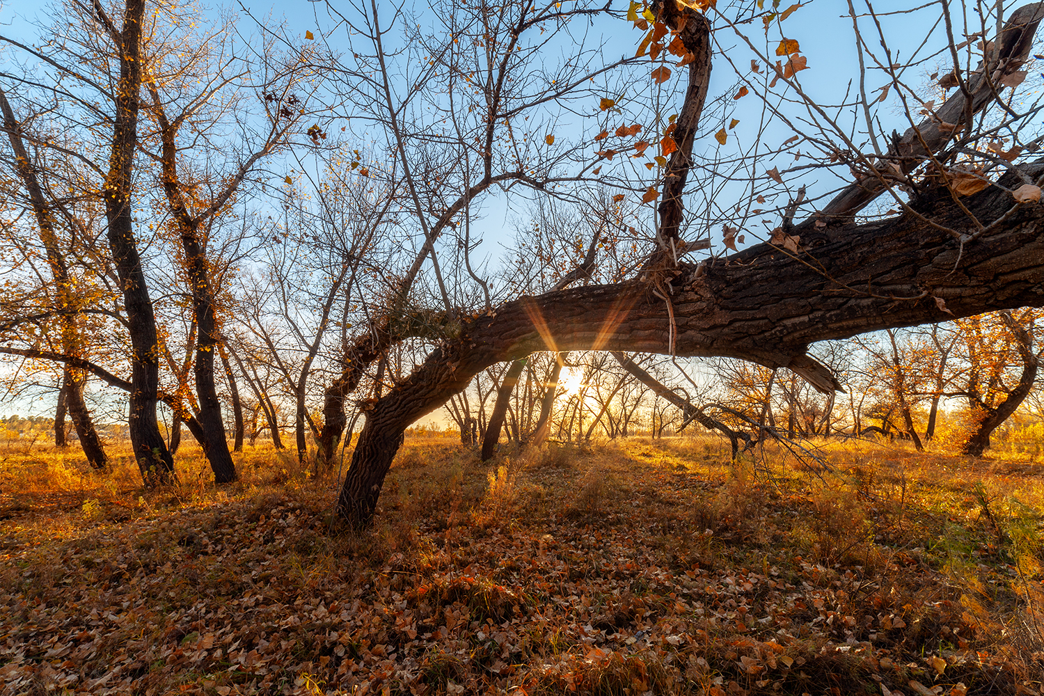 trees, sun, evening, russia, Медведникова Мария