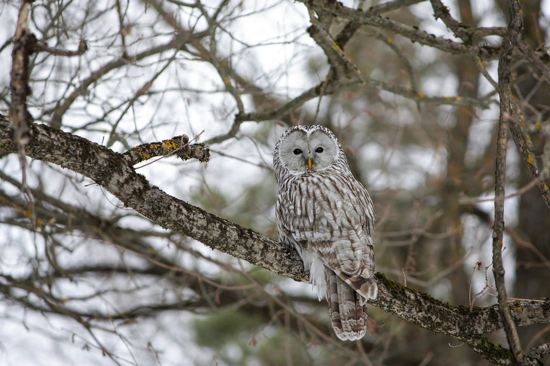 длиннохвостая неясыть, уральская неясыть, strix uralensis, КарОл