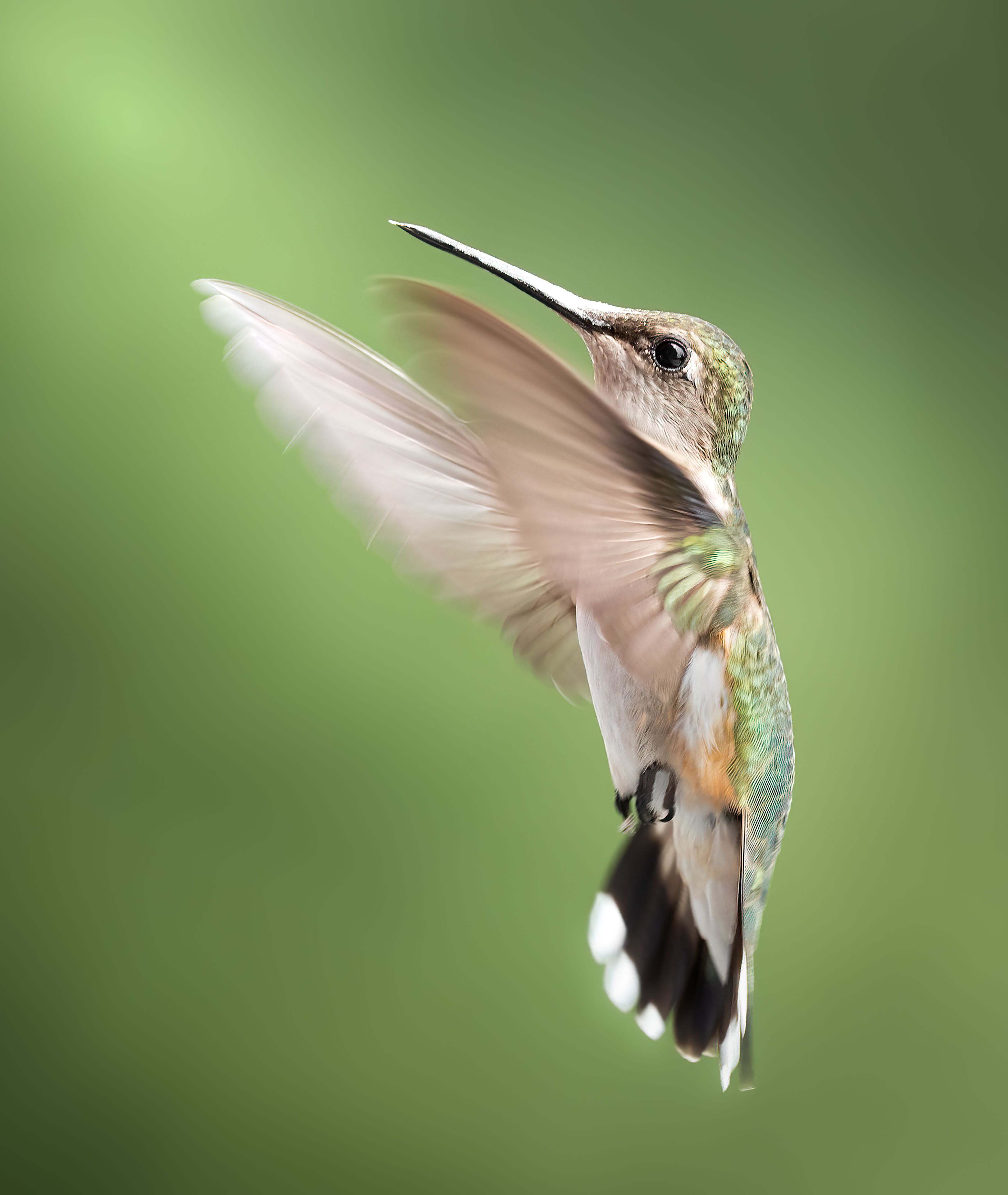 bird, humming, hummingbird, hummingbirds, hummer, rufous, nature, animals, wild, action, dynamic, Atul Saluja