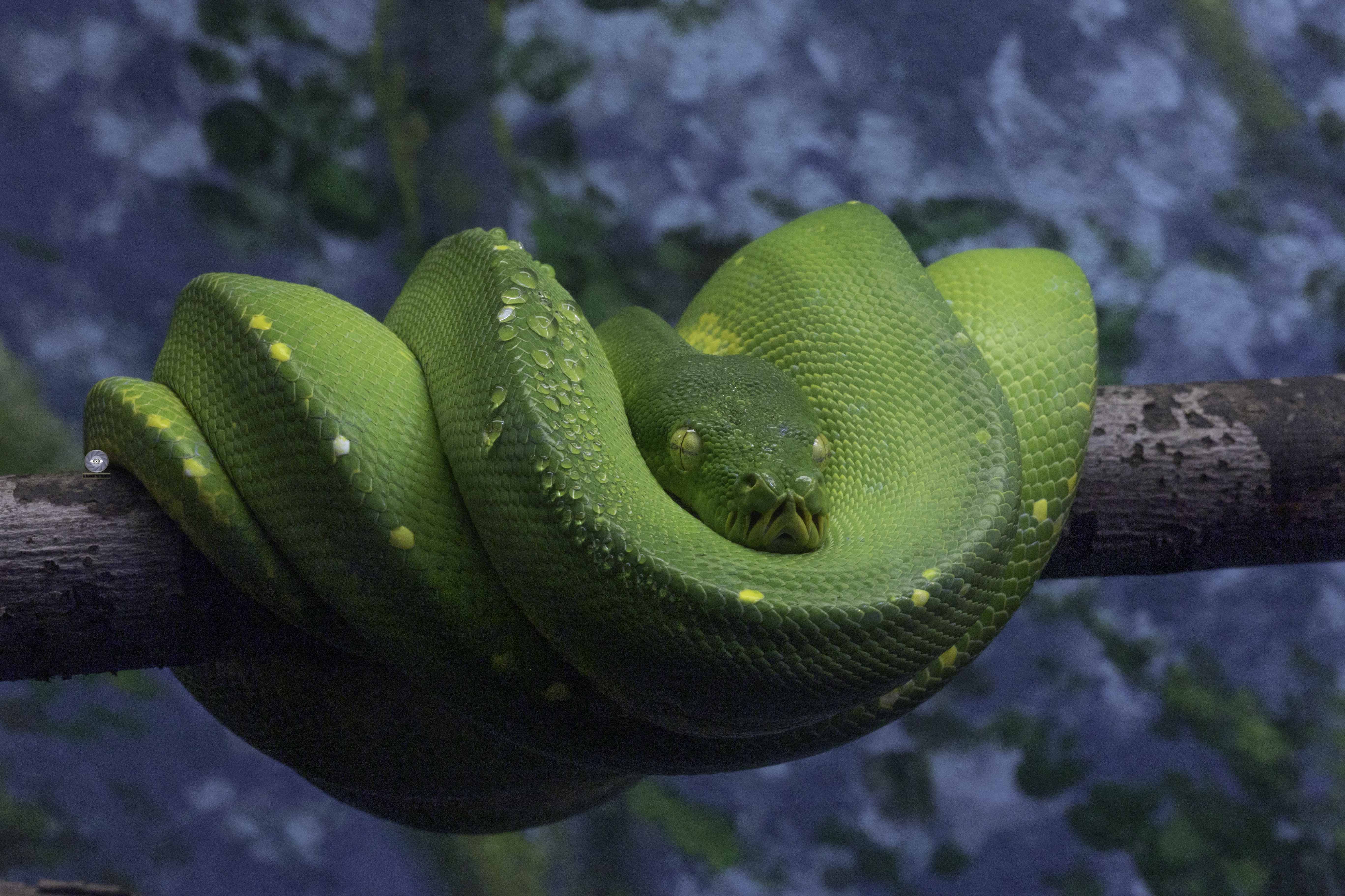 reptile- snake-green snake-, Ali Pashang