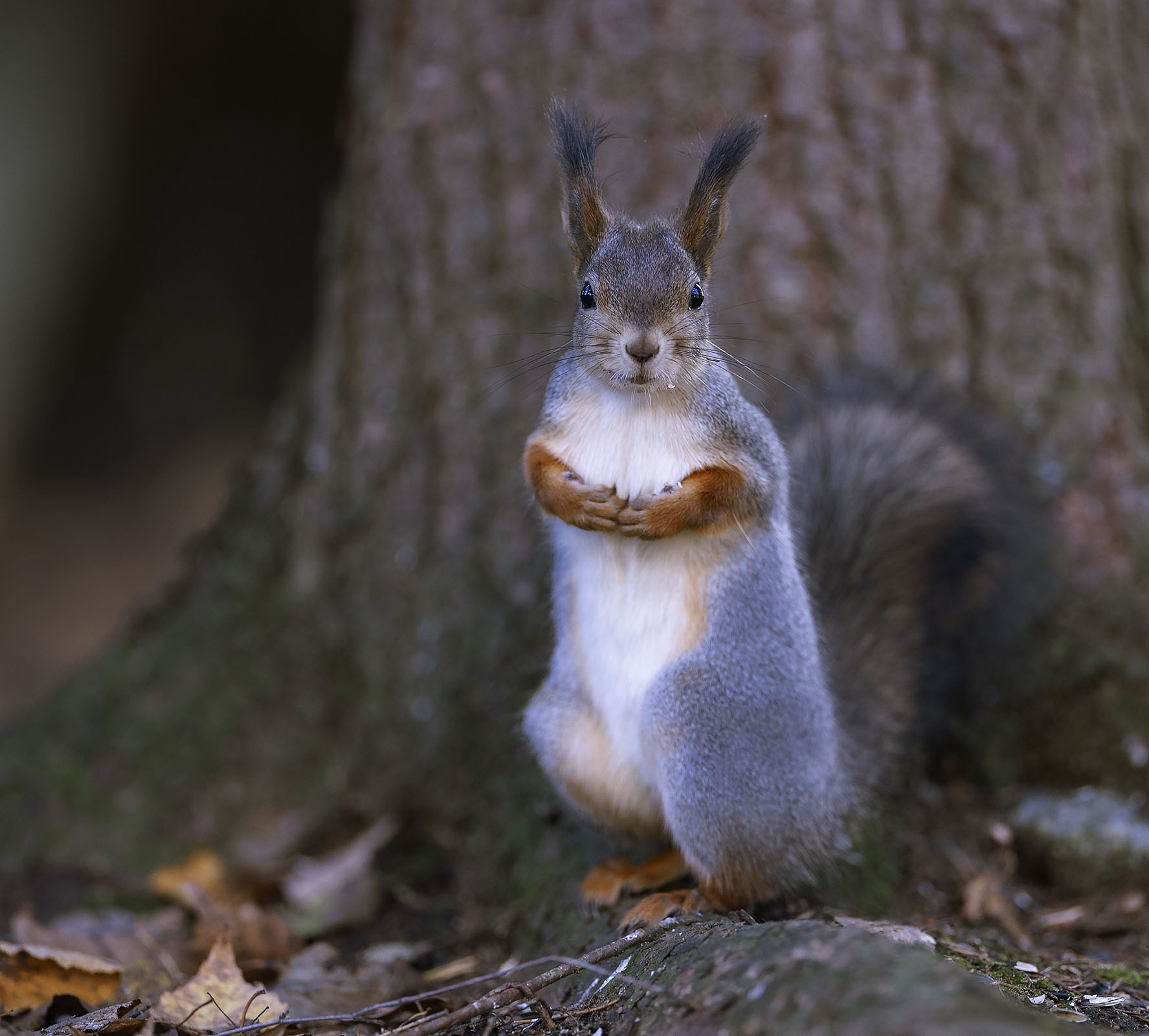 белка, красотка, лес, природа, squirrel,forest, autumn, nature, Стукалова Юлия