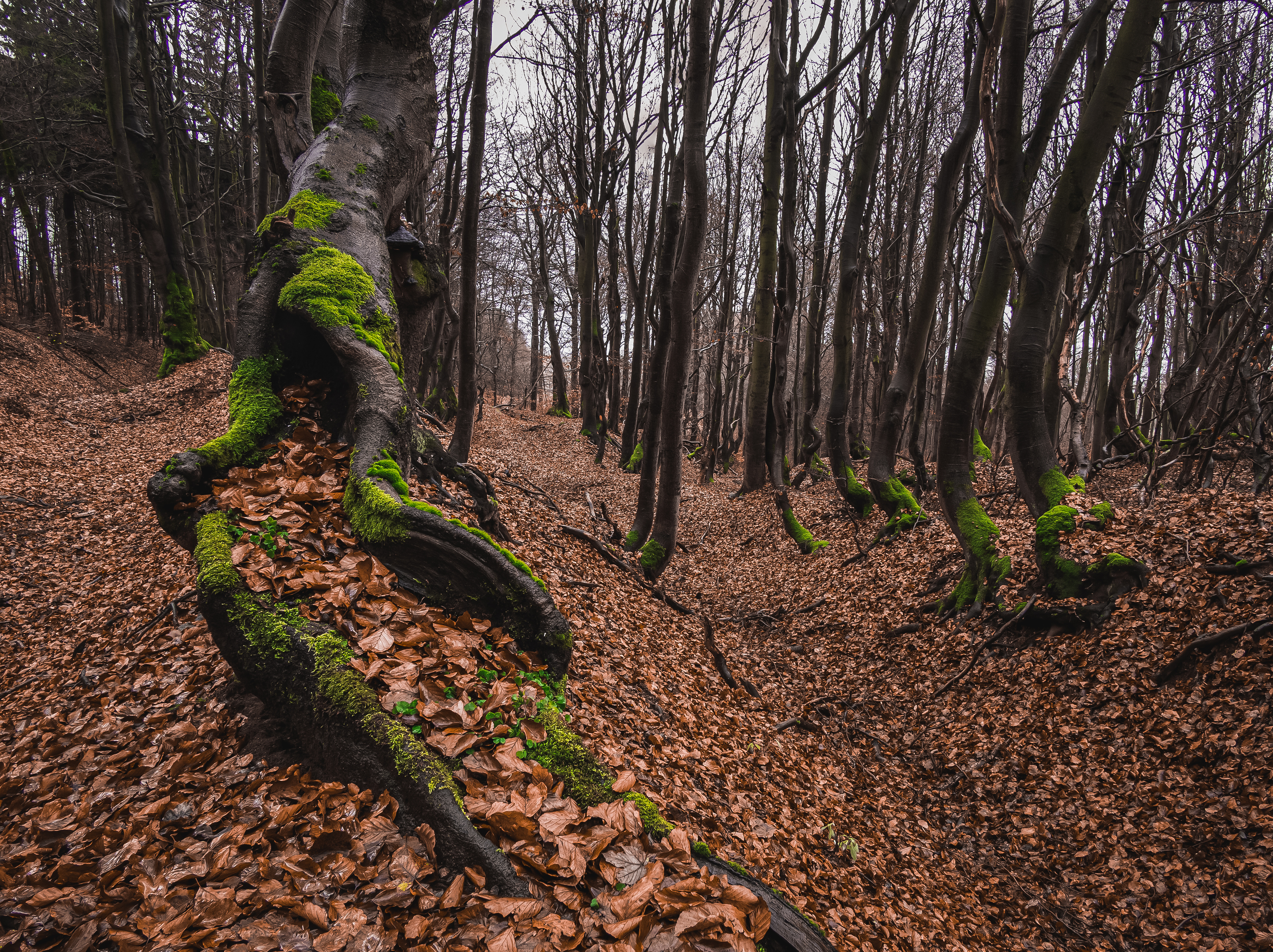 ore mountains,krusne hory,czech,czechia,woodland,nature,autumn,fall,leaves,tree, Slavomír Gajdoš