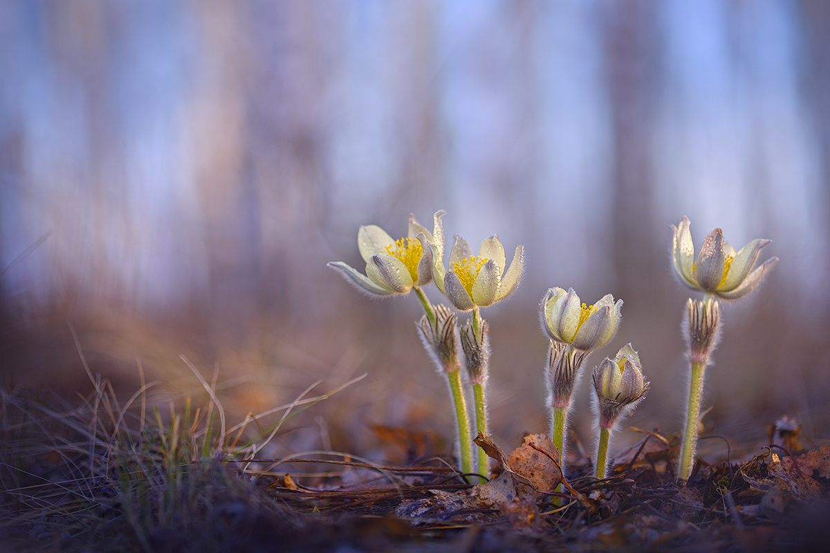 макро, природа, боке, цветы, сон-трава, прострел, подснежник, лес, вечер, весна, macro, nature, flowers, spring, Sokolova Tatiana