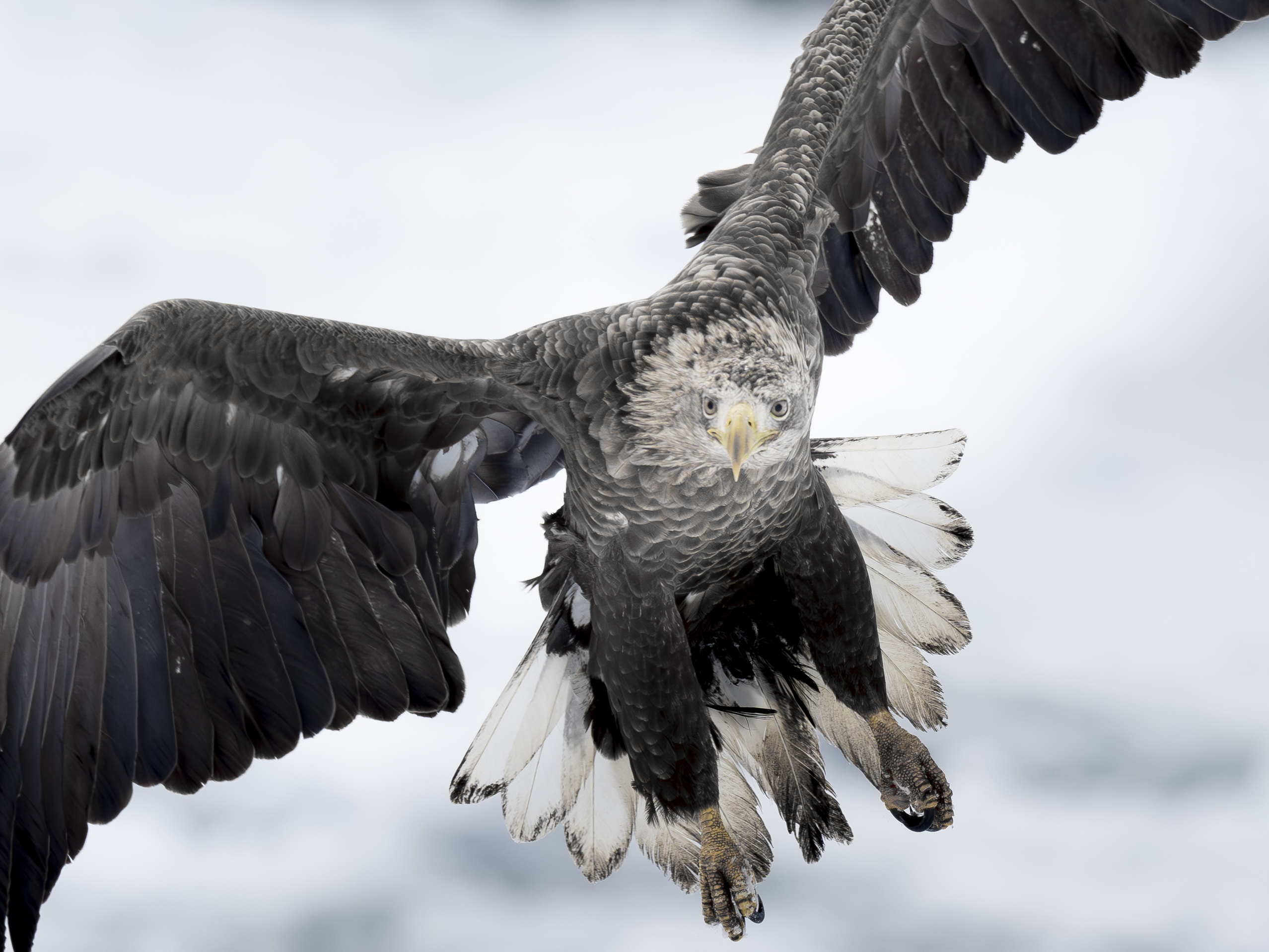 eagle, winter, air, Utsunomiya Ryo