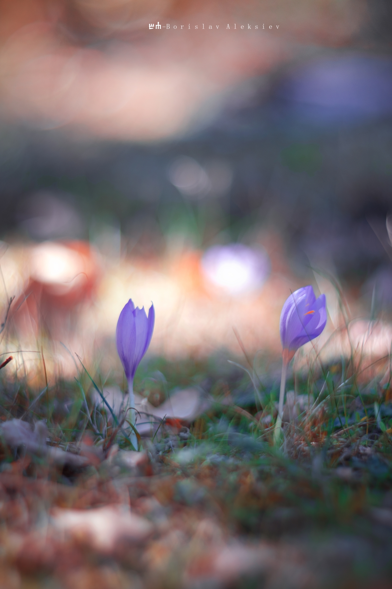 purple,flowers,light,dark,autumn,nature,bokeh,, Алексиев Борислав