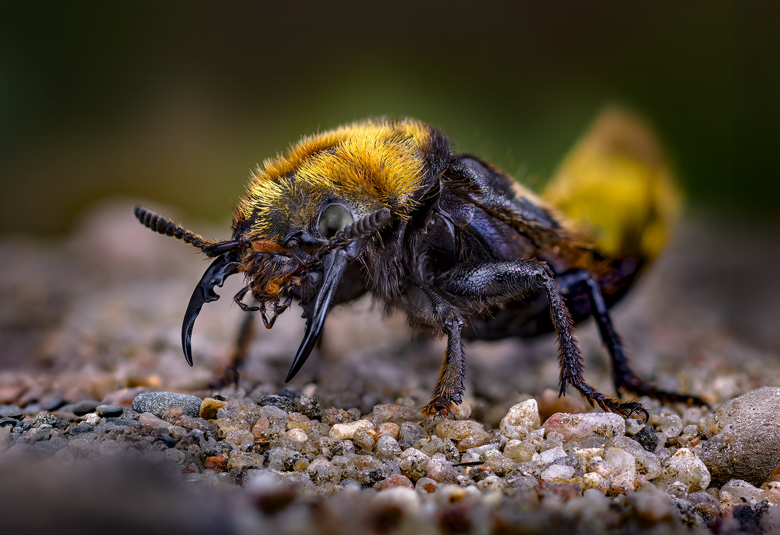 coleoptera, staphylinidae, emus hirtus, волосатый стафилин, geltonkailis trumpasparnis, Kavaliauskas Eugenijus