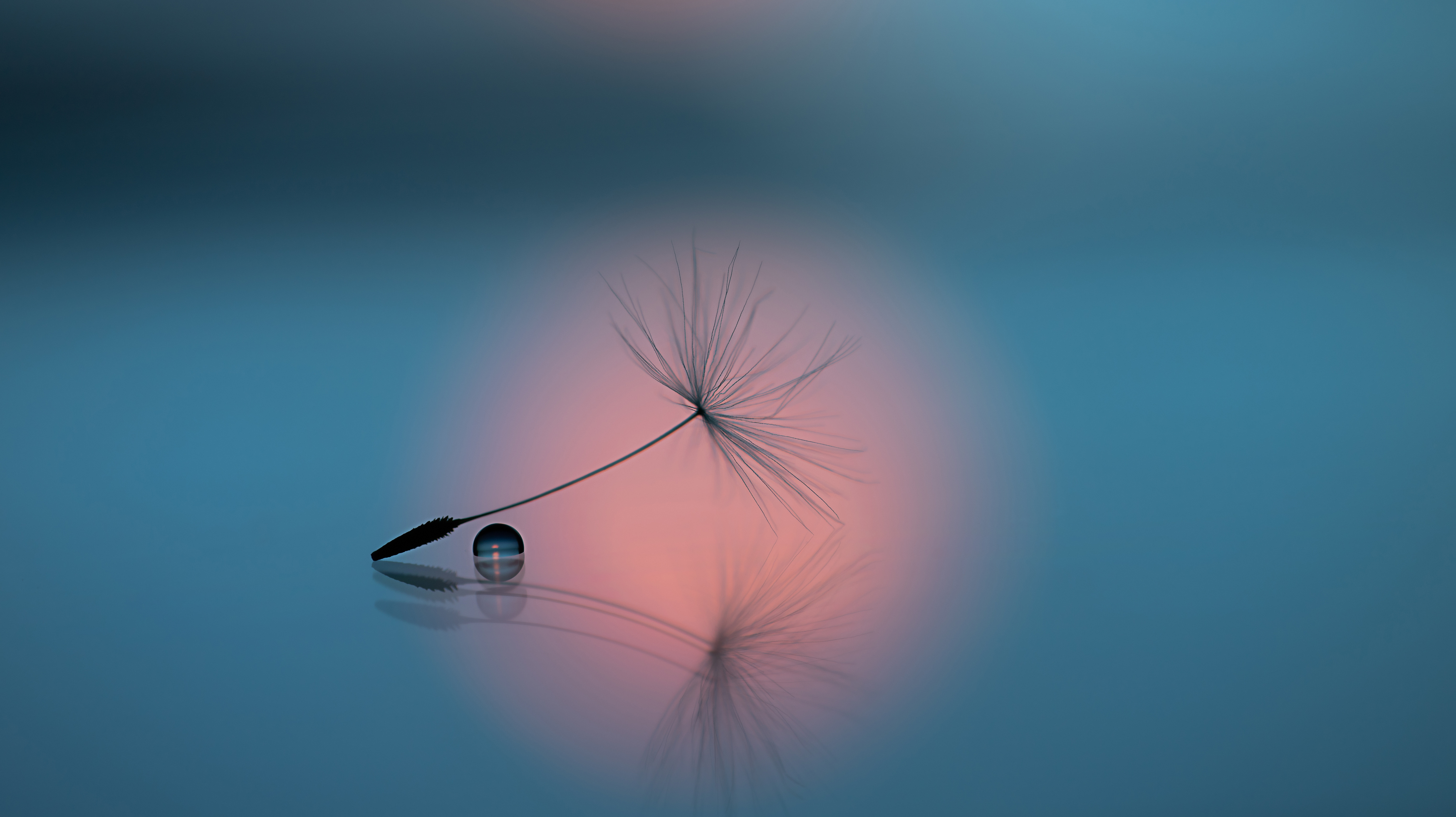 макро, одуванчик, macro, dandelion, dandelion seeds, canon, drops,, Обидина Мария