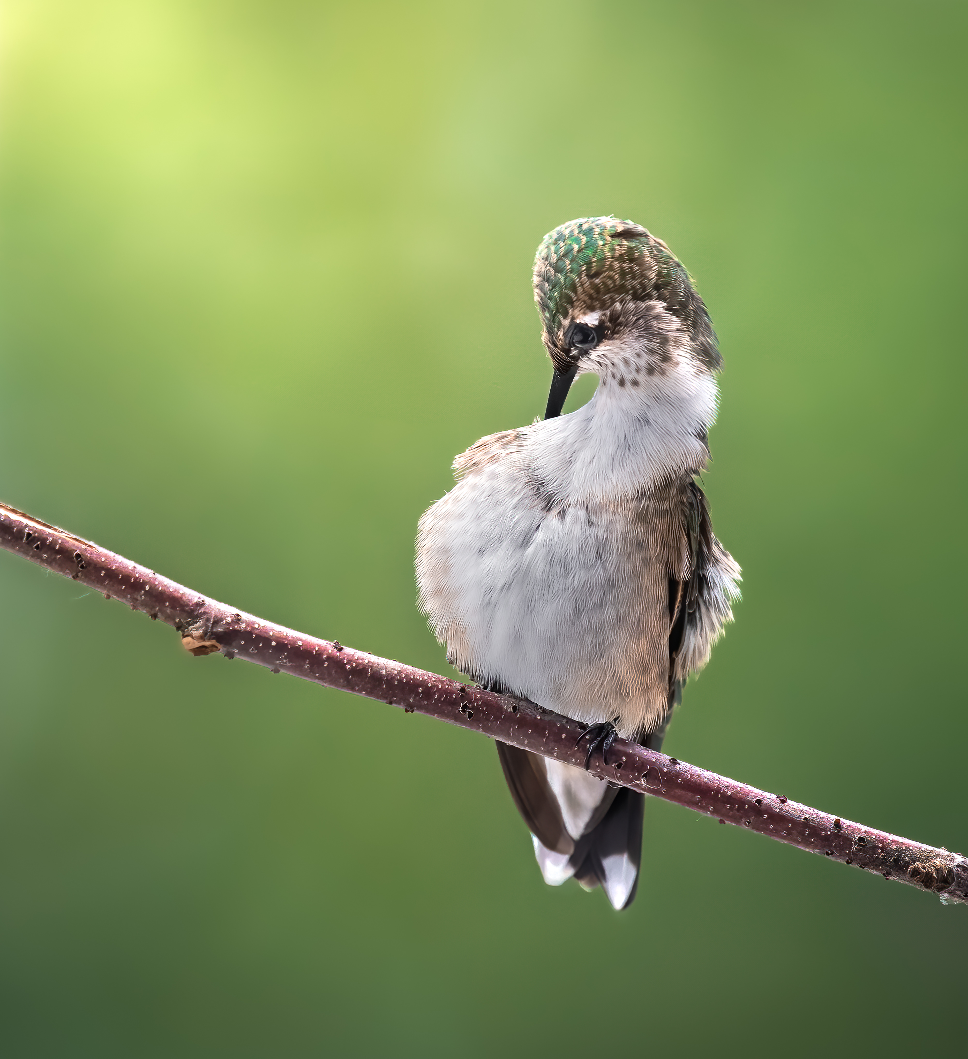 bird, humming, hummingbird, hummingbirds, hummer, rufous, nature, animals, wild, action, dynamic, Atul Saluja