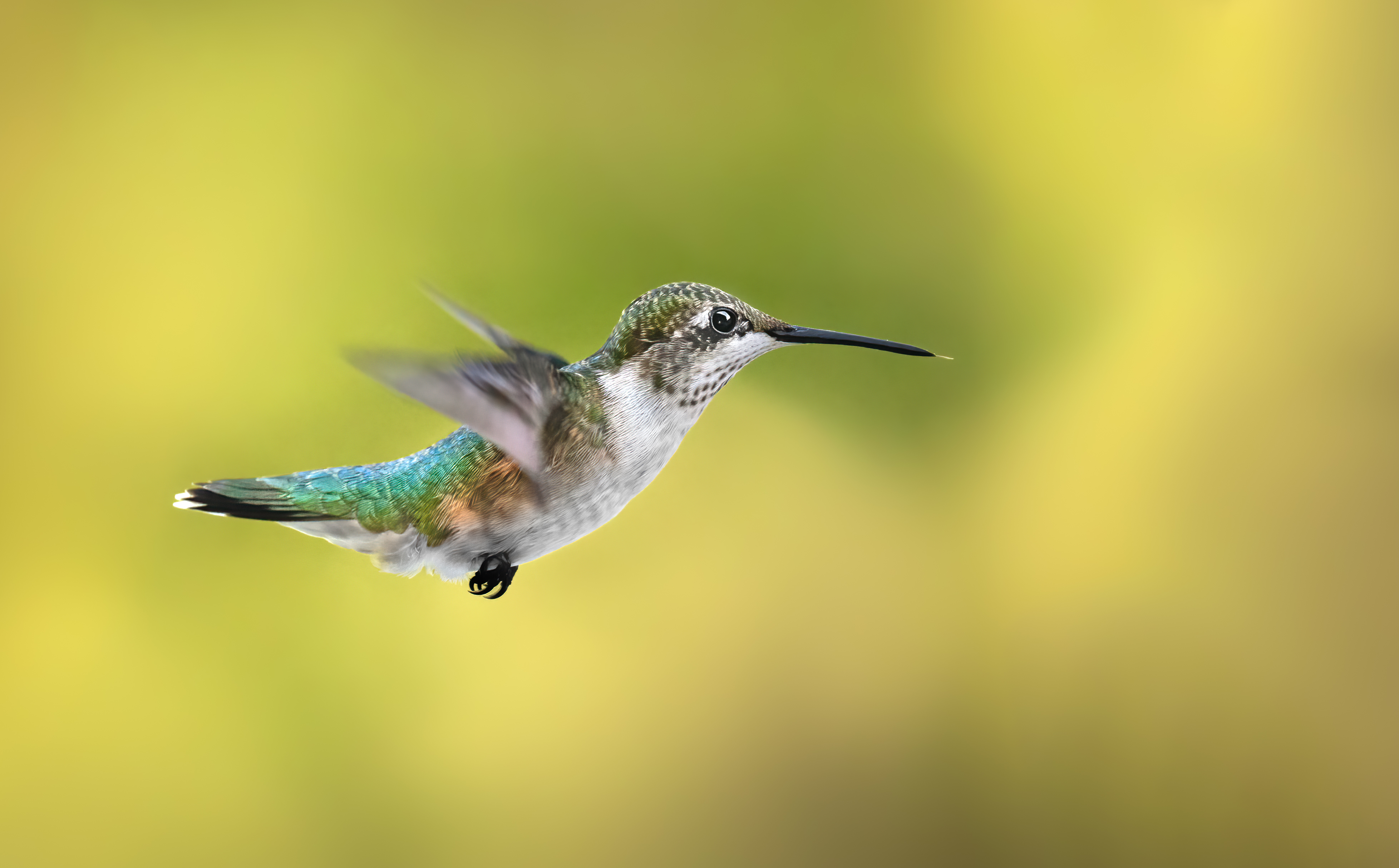 bird, humming, hummingbird, hummingbirds, hummer, rufous, nature, animals, wild, action, dynamic, Atul Saluja