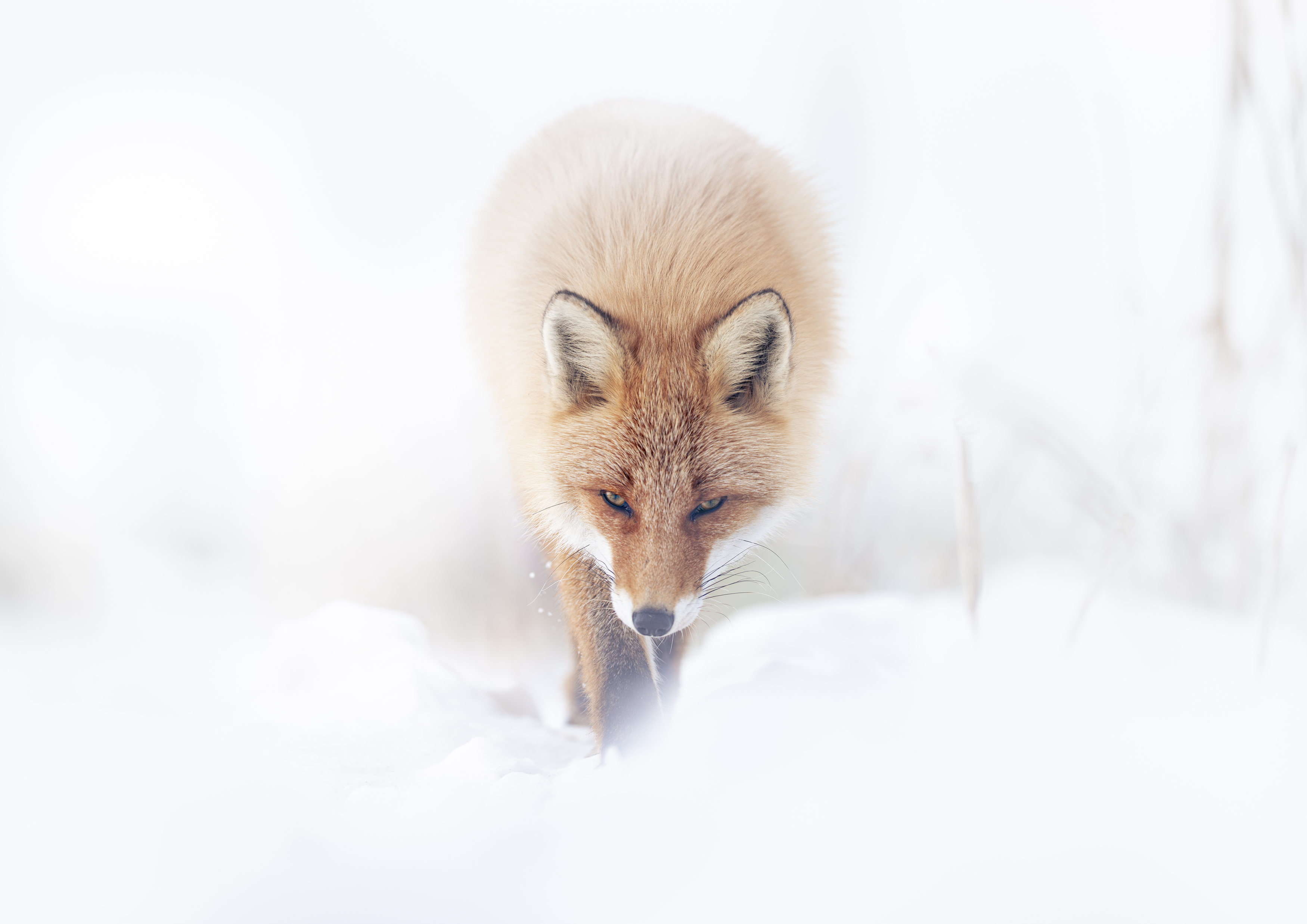 fox, wildlife, winter, Utsunomiya Ryo