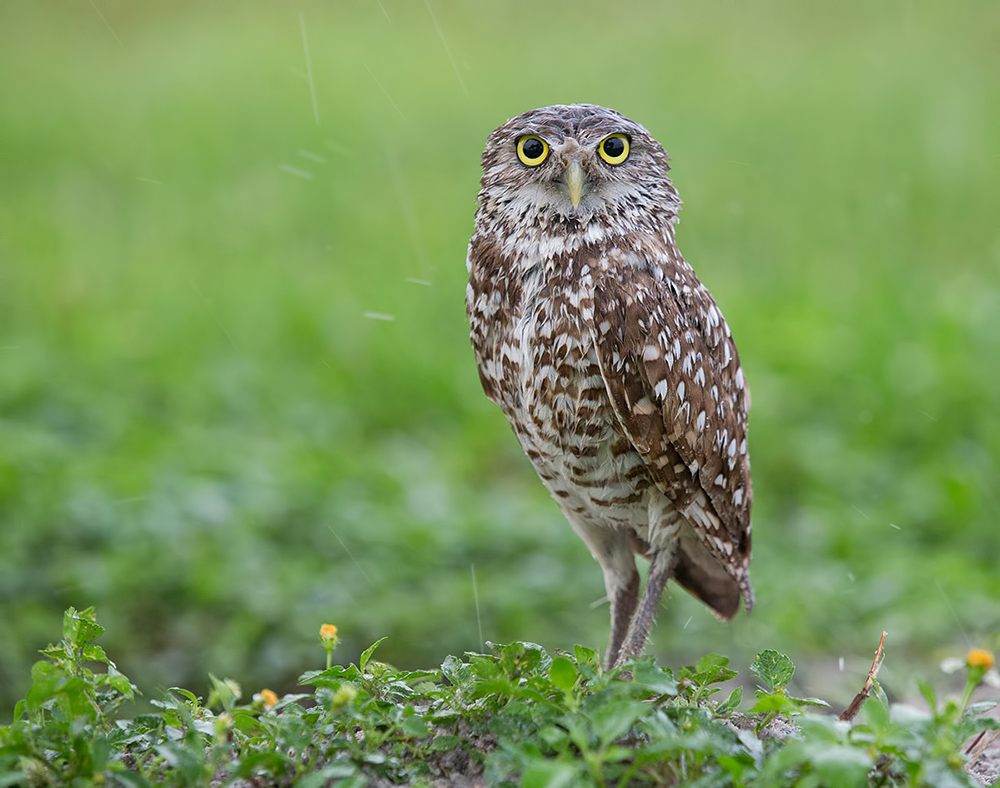 cыч, burrowing owl, кроличий сыч, флорида, florida, хищные птицы, Etkind Elizabeth