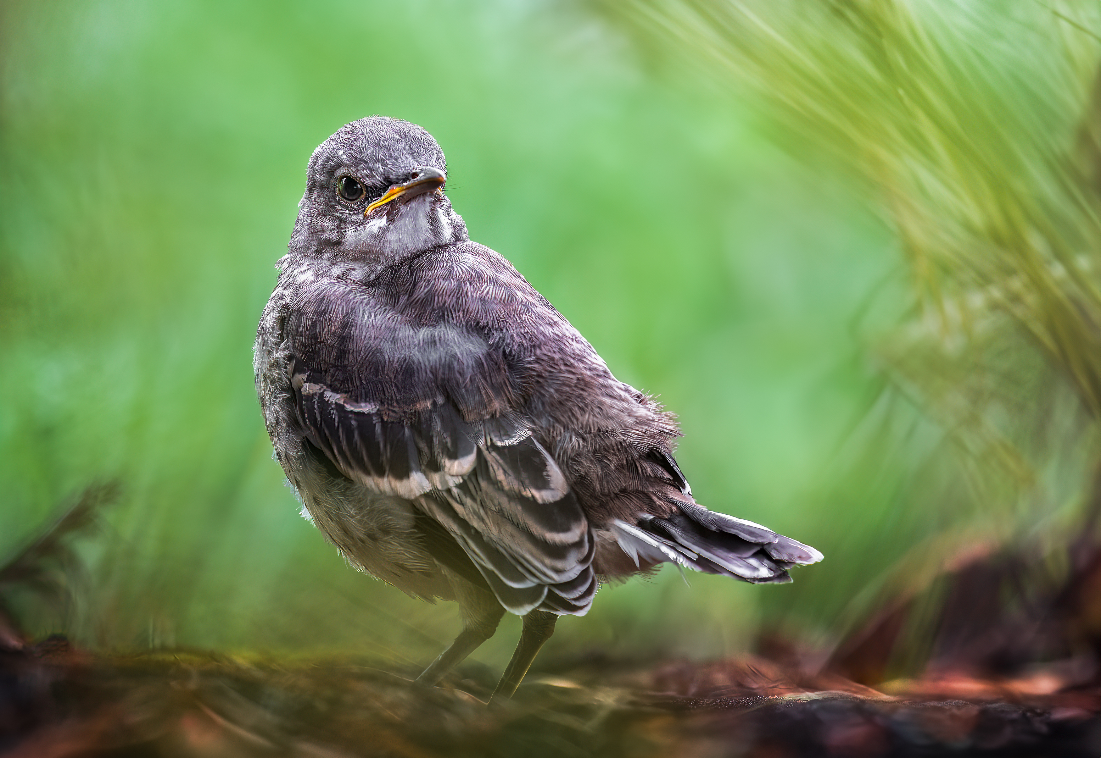 bird, songbird, mockingbird, songbirds, mockingbirds, nature, animals, wild,, Atul Saluja