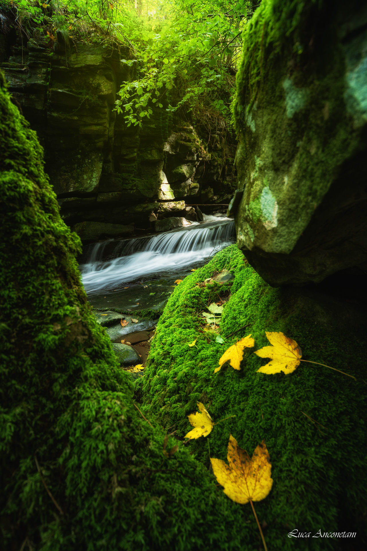 autumn leaves tuscany italy green water, Anconetani Luca