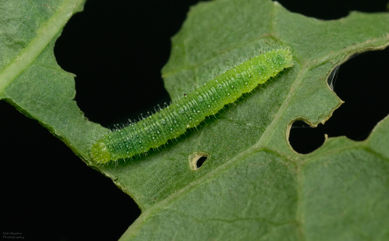 макро, природа, насекомые, бабочка, гусеница, куколка, macro, nature, insects, butterfly, caterpillar, pupa,, Тараненко Анжелика