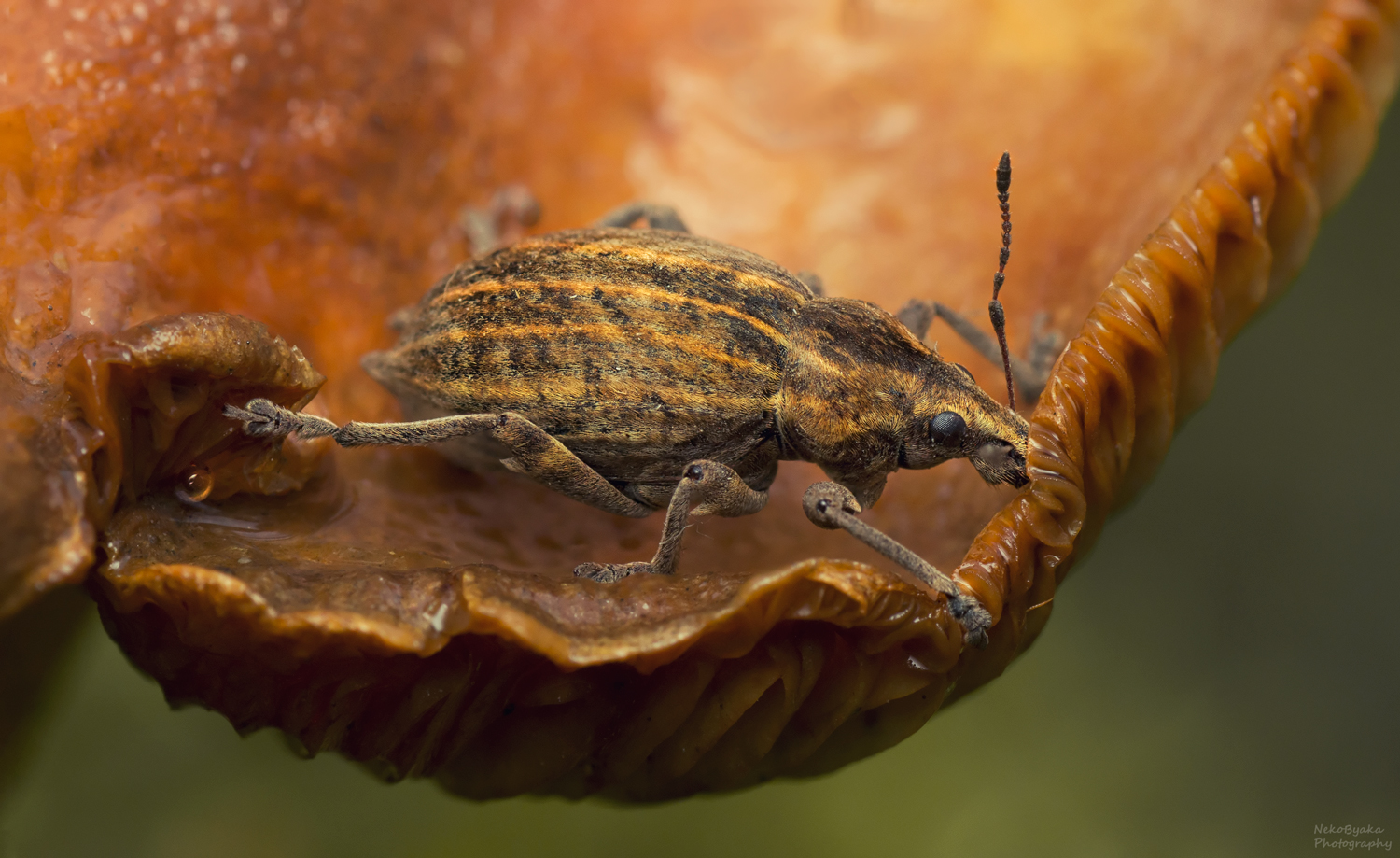 макро, природа, насекомые, жук, гриб, macro, nature, insects, beetle, mushroom,, Тараненко Анжелика