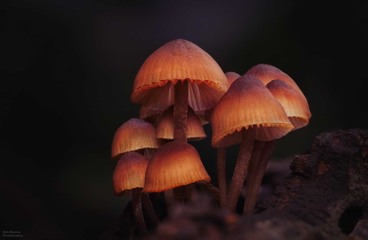 макро, природа, грибы, осень, macro, nature, mushrooms, autumn,, Тараненко Анжелика