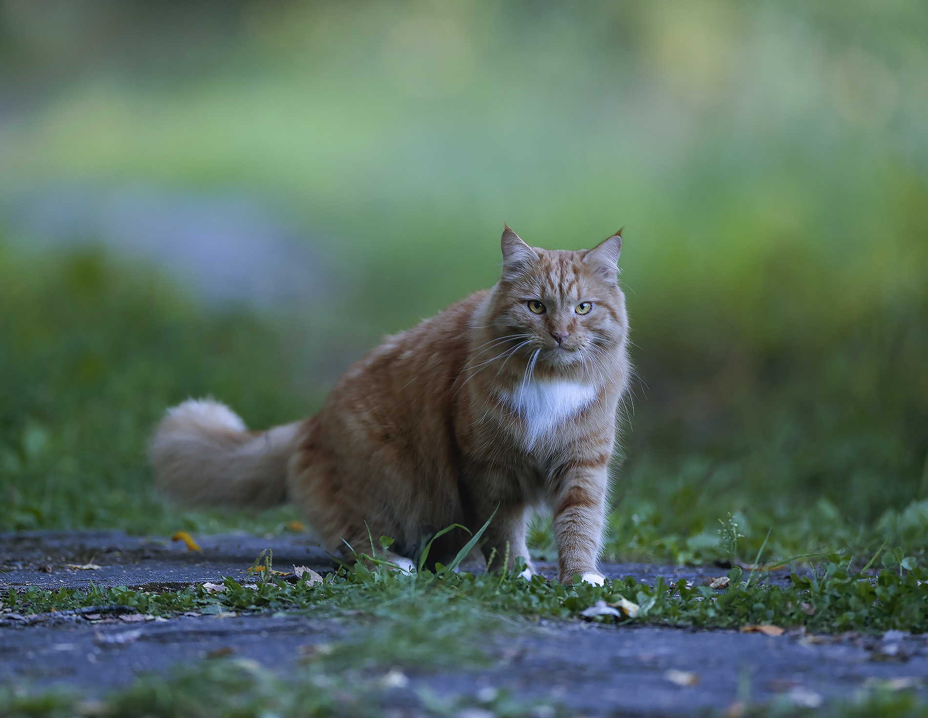 кот, рыжий, охотник, природа, cat, hunter, nature, Стукалова Юлия