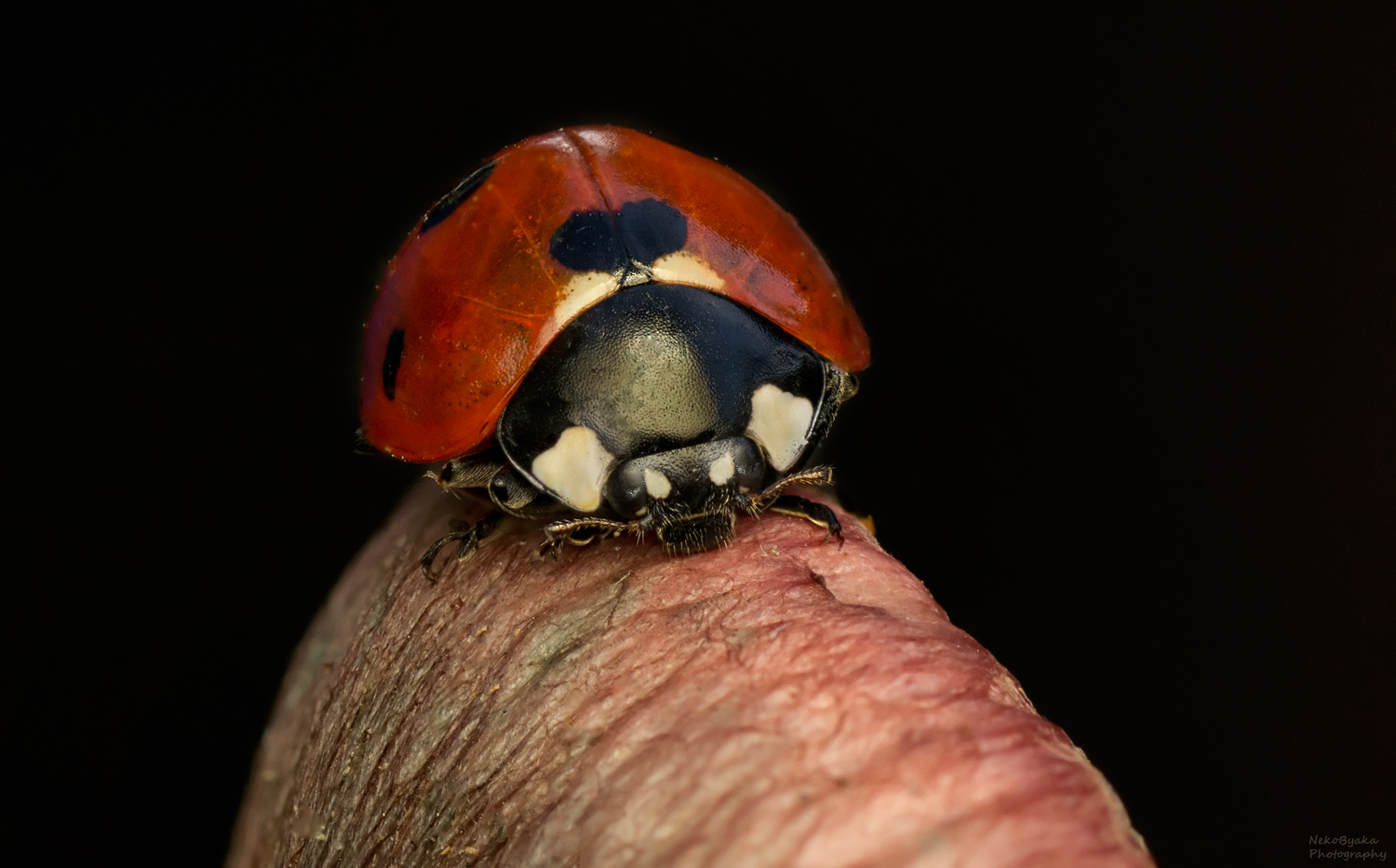 макро, природа, насекомые, божья коровка, гриб, осень, macro, nature, insects, ladybug, mushroom, autumn,, Тараненко Анжелика