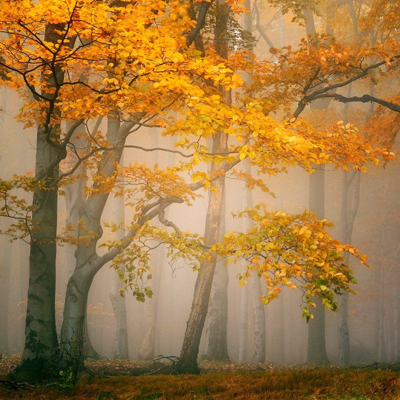 czech republic, ore mountains, autumn, autumn forest, beeches, fog, mist, Tomas Morkes
