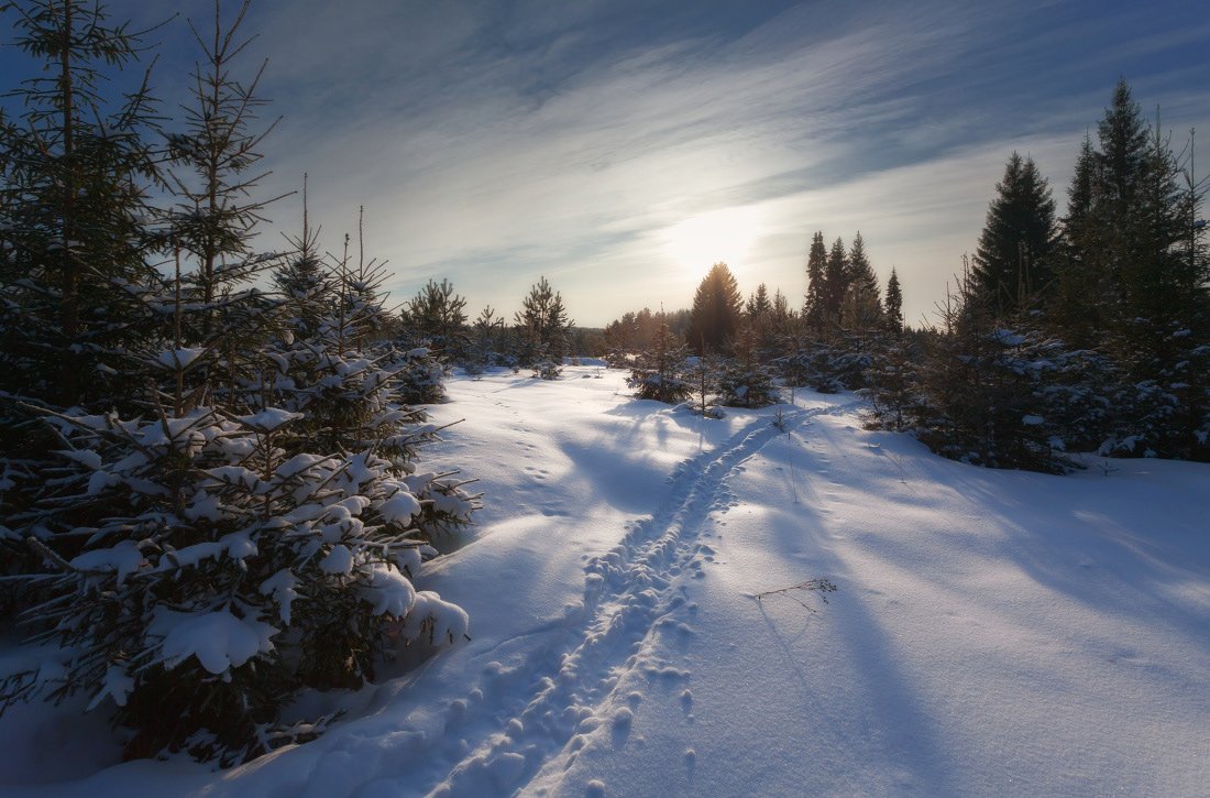 Снег сугробы колея елки лес вечер облака зима мороз, Георгий Машковцев