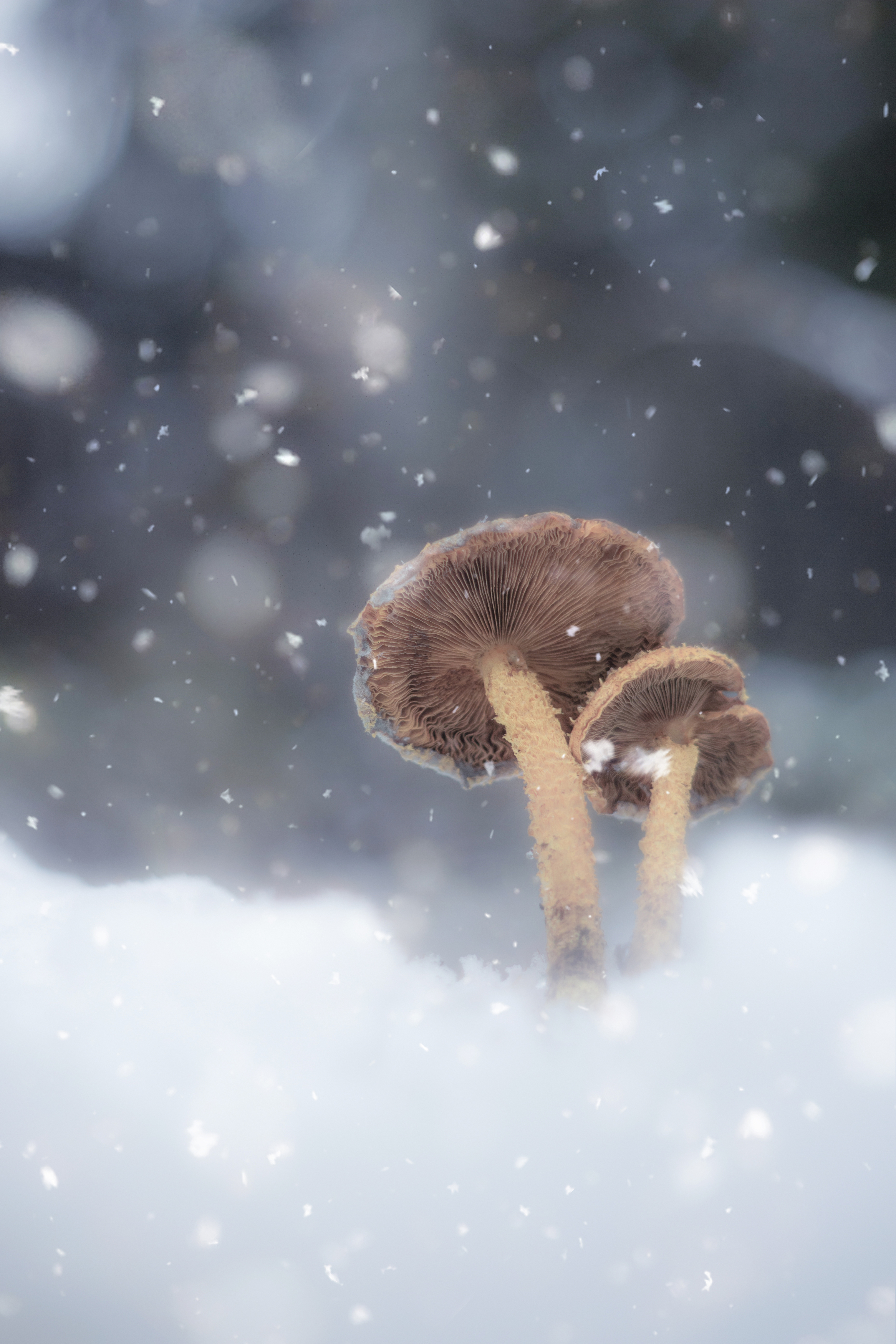 макро, природа, грибы, снег, pentacon, macro, snow, manual lens, forest, nature, mushroom, Обидина Мария