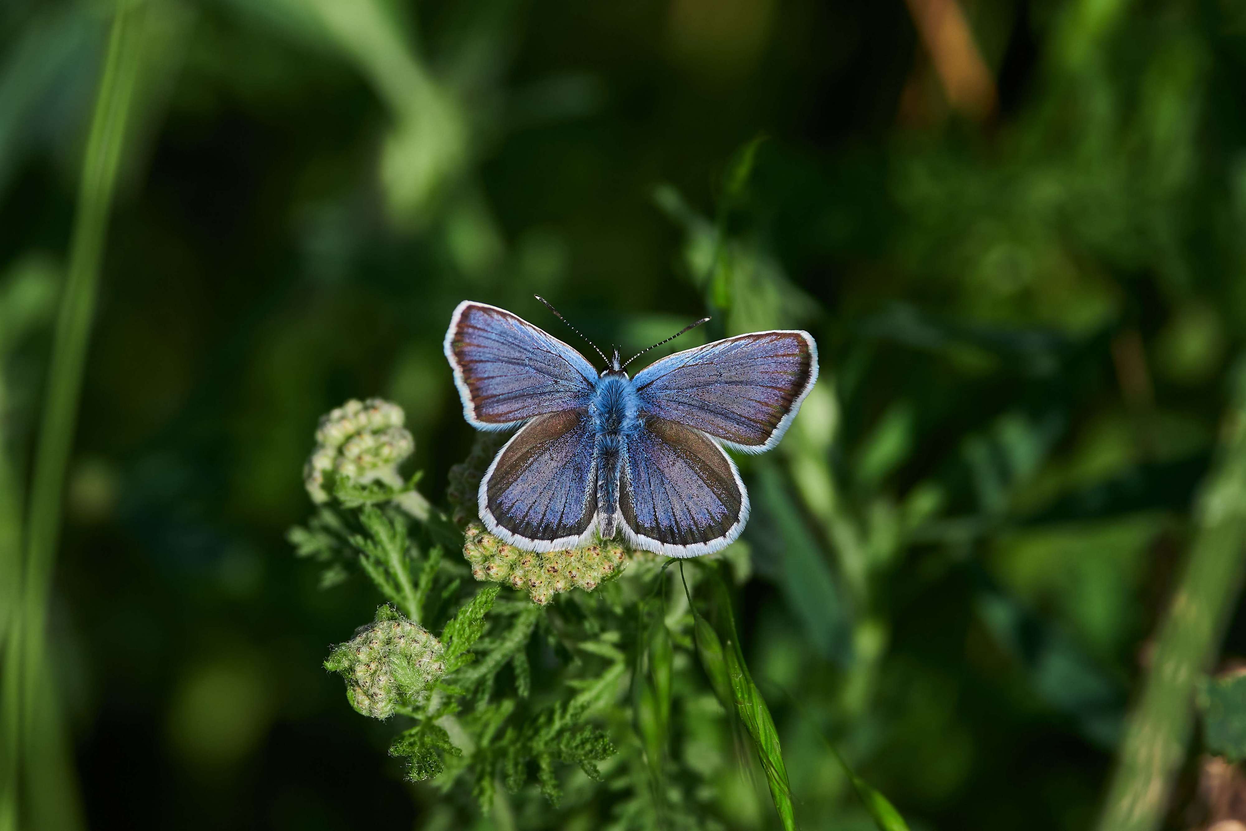 buttefly, volgograd, russia, wildlife, , Павел Сторчилов