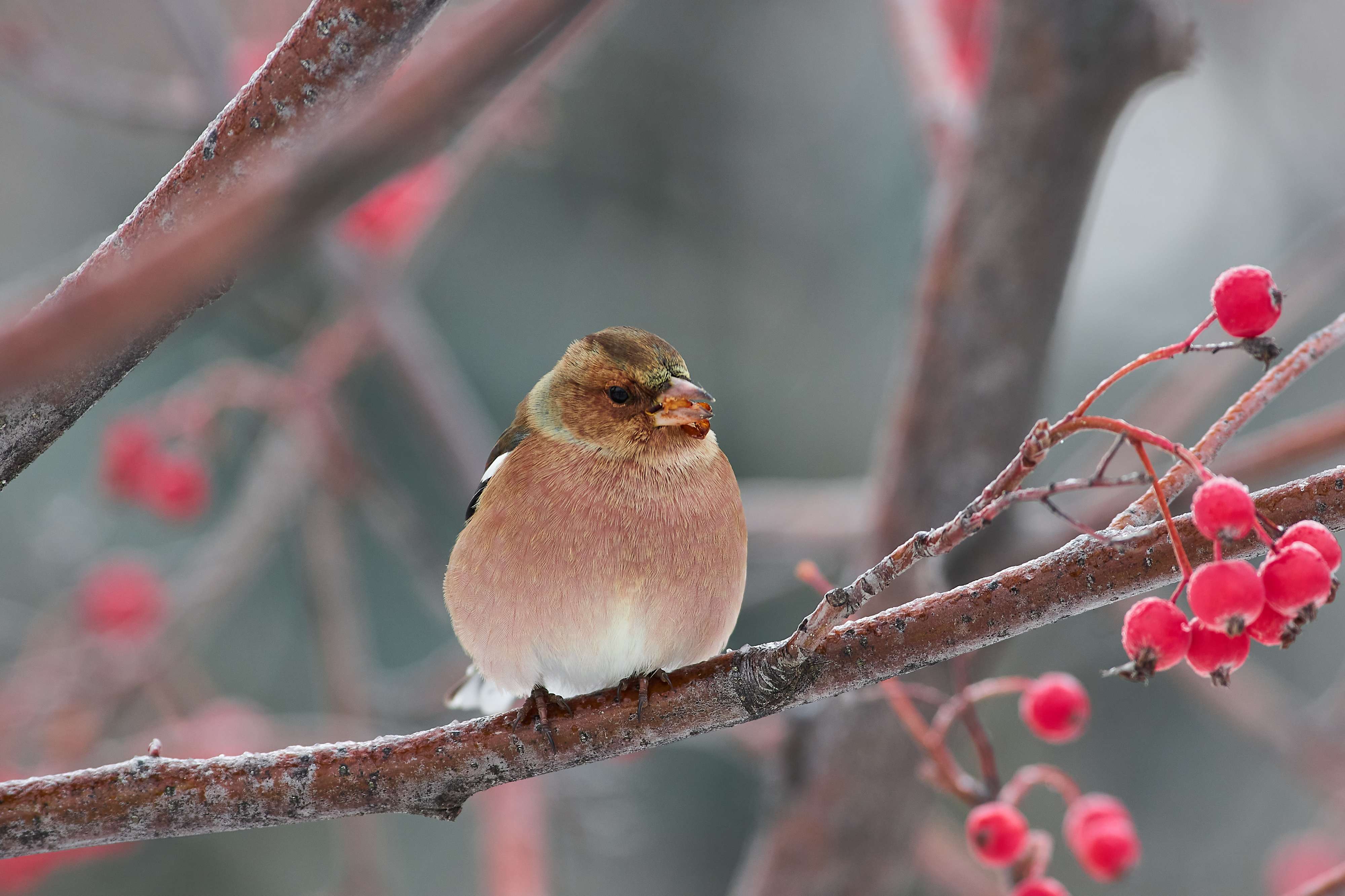 bird, birds, volgograd, russia, wildlife, , Павел Сторчилов