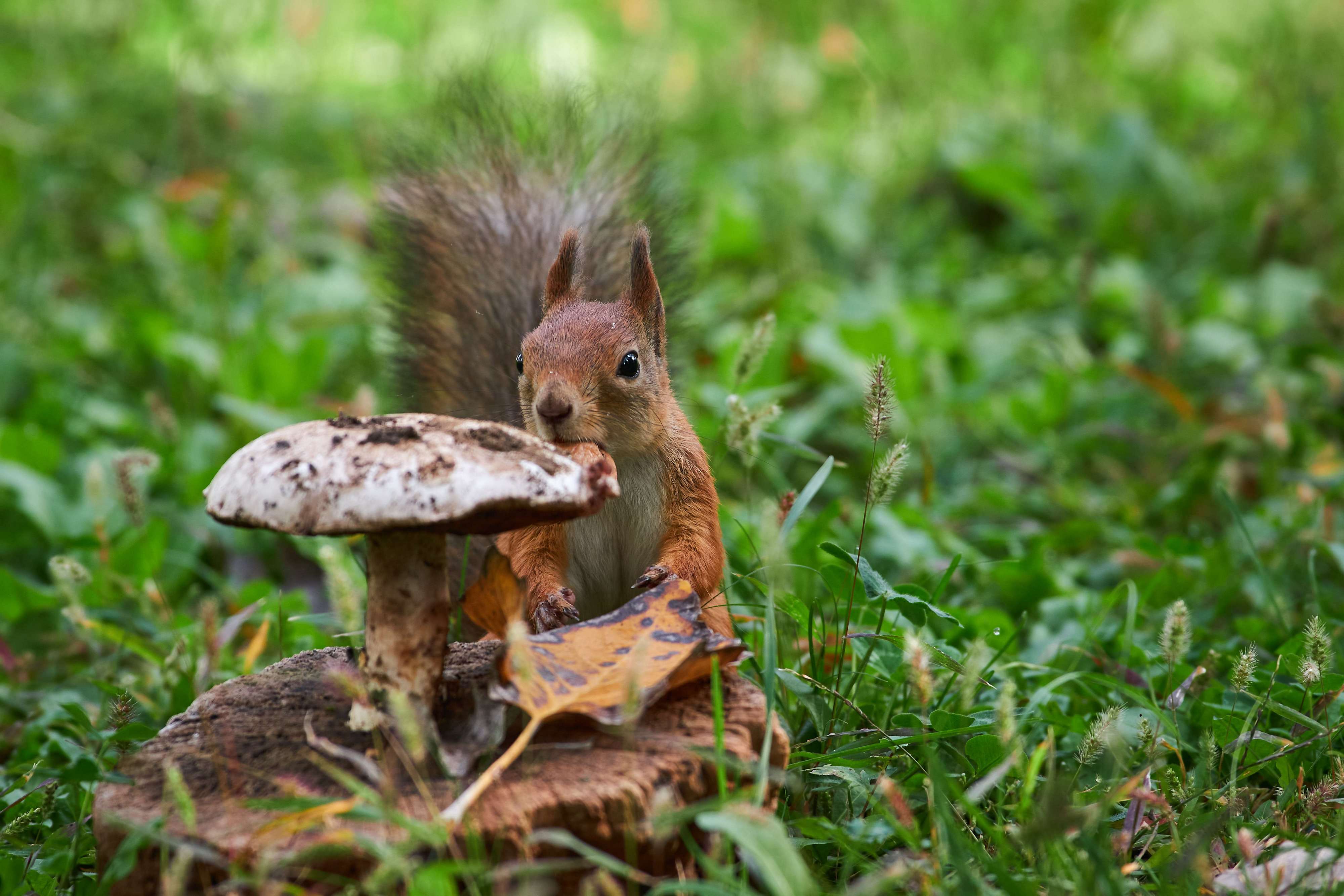 squirrel, volgograd, russia, , Павел Сторчилов