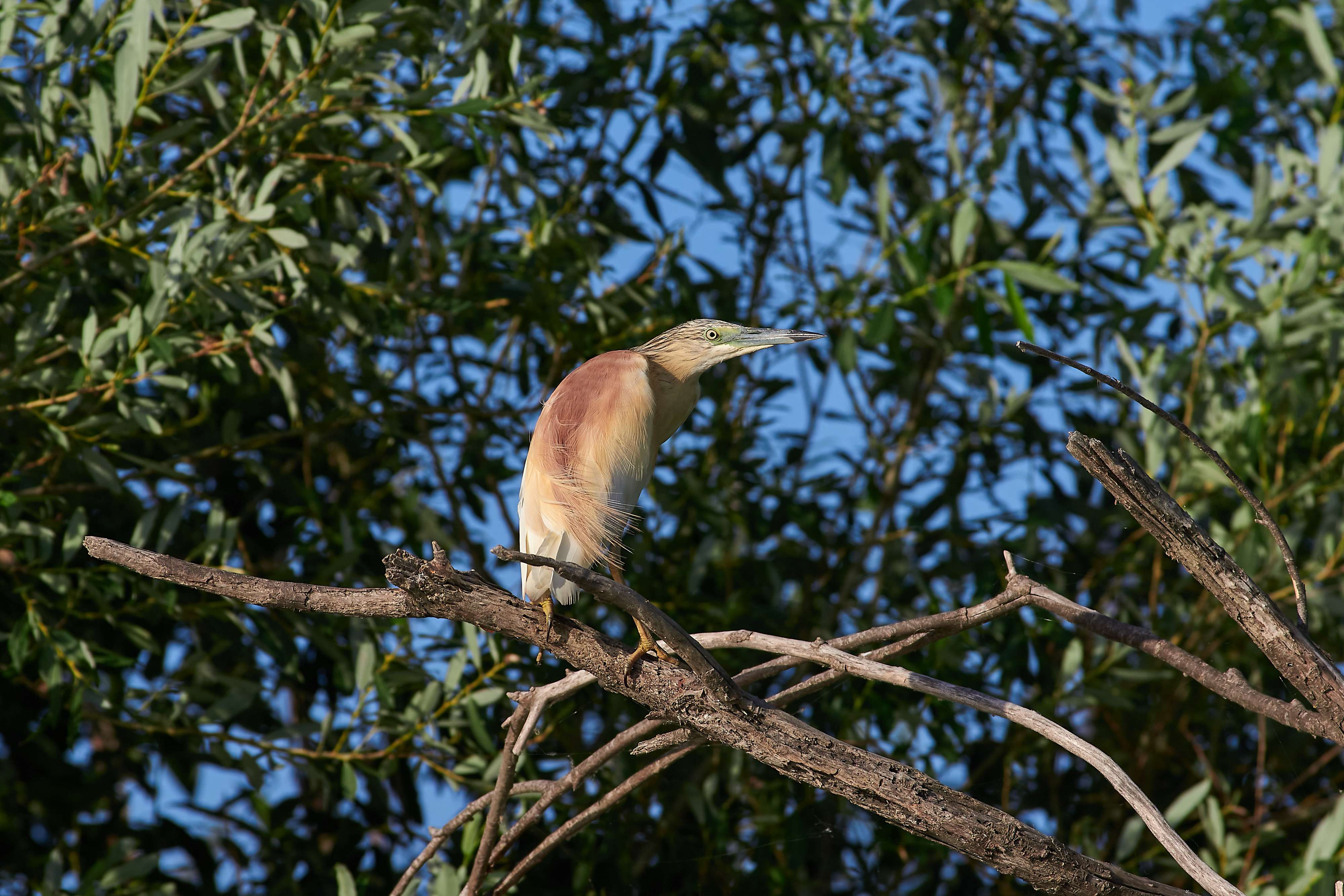 bird, birds, volgograd, russia, wildlife, , Павел Сторчилов