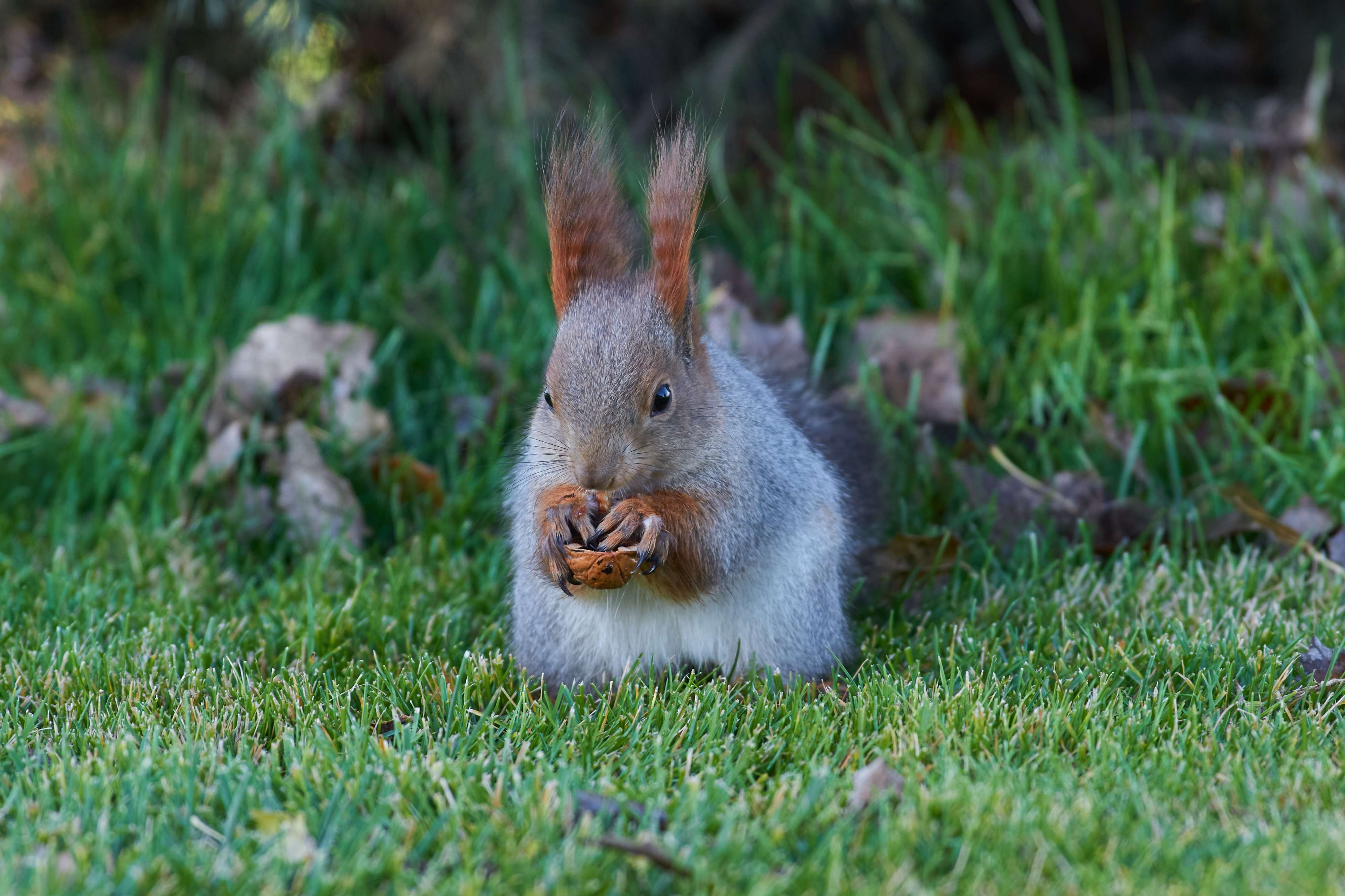 squirrel, volgograd, russia, , Павел Сторчилов