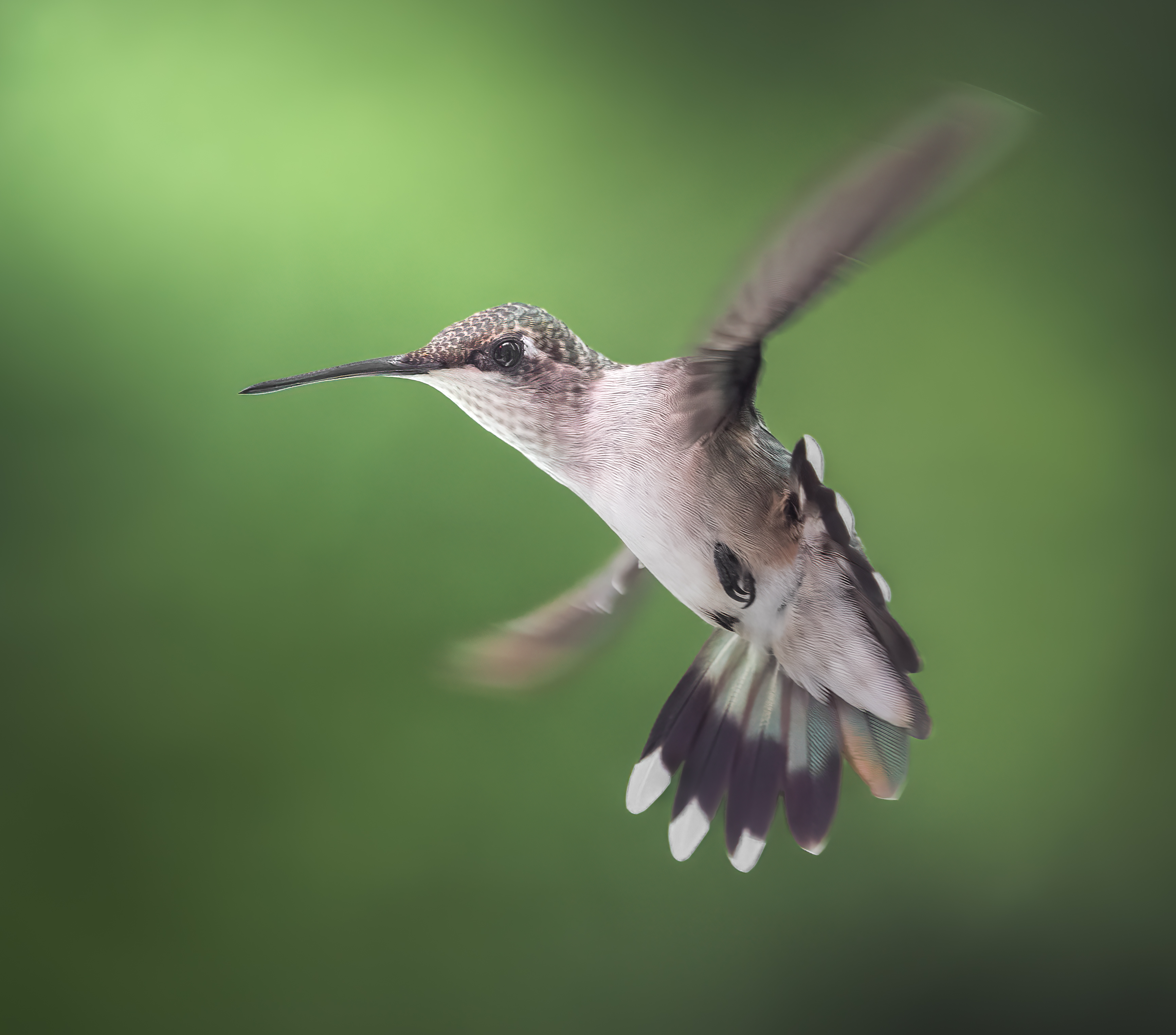 bird, humming, hummingbird, hummingbirds, hummer, rufous, nature, animals, wild, action, dynamic, Atul Saluja