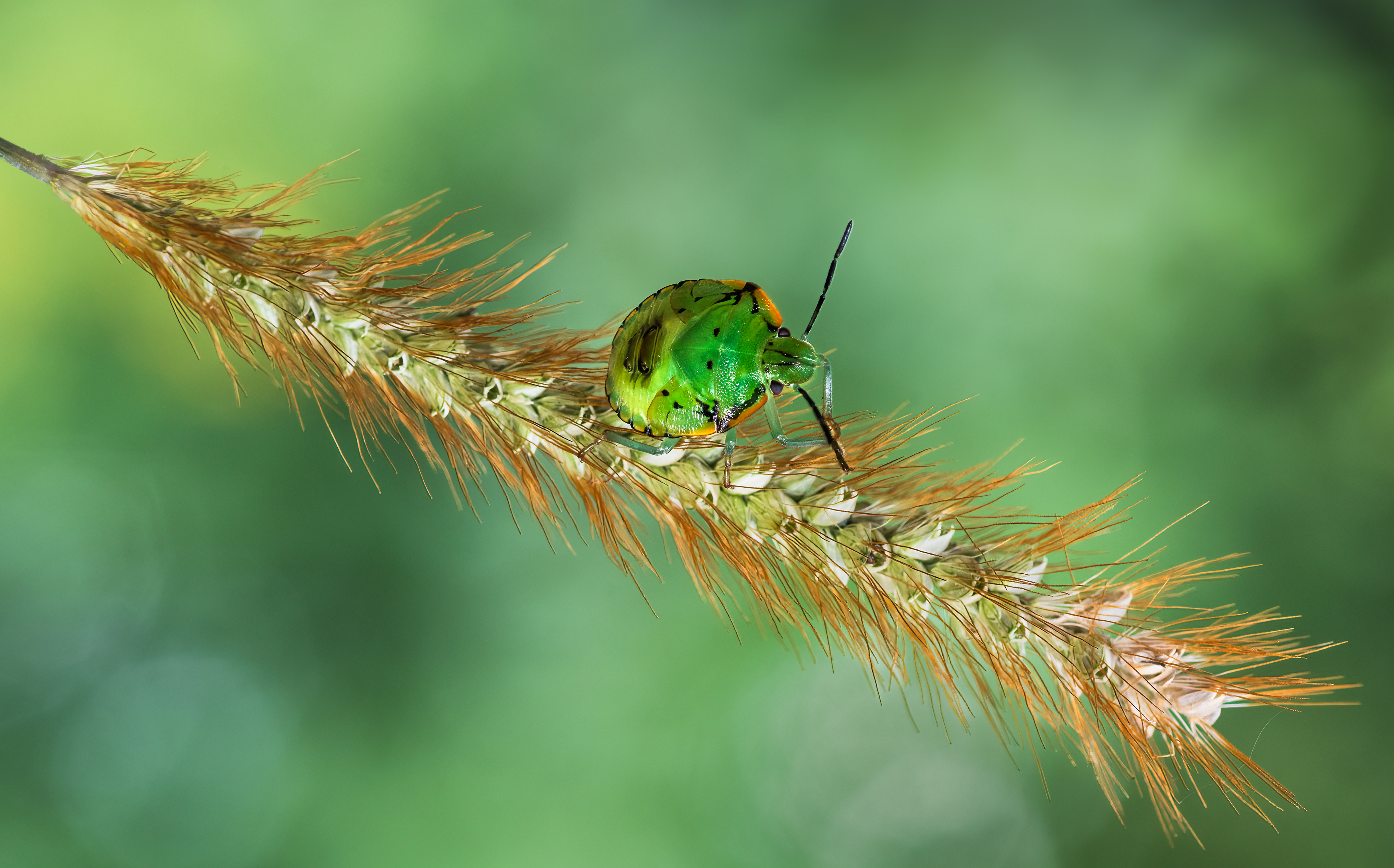 shield bug, beetle, insect, fall, autumn, stink bug, macro, leaves, season, seasons, camouflage, camouflaged,, Atul Saluja