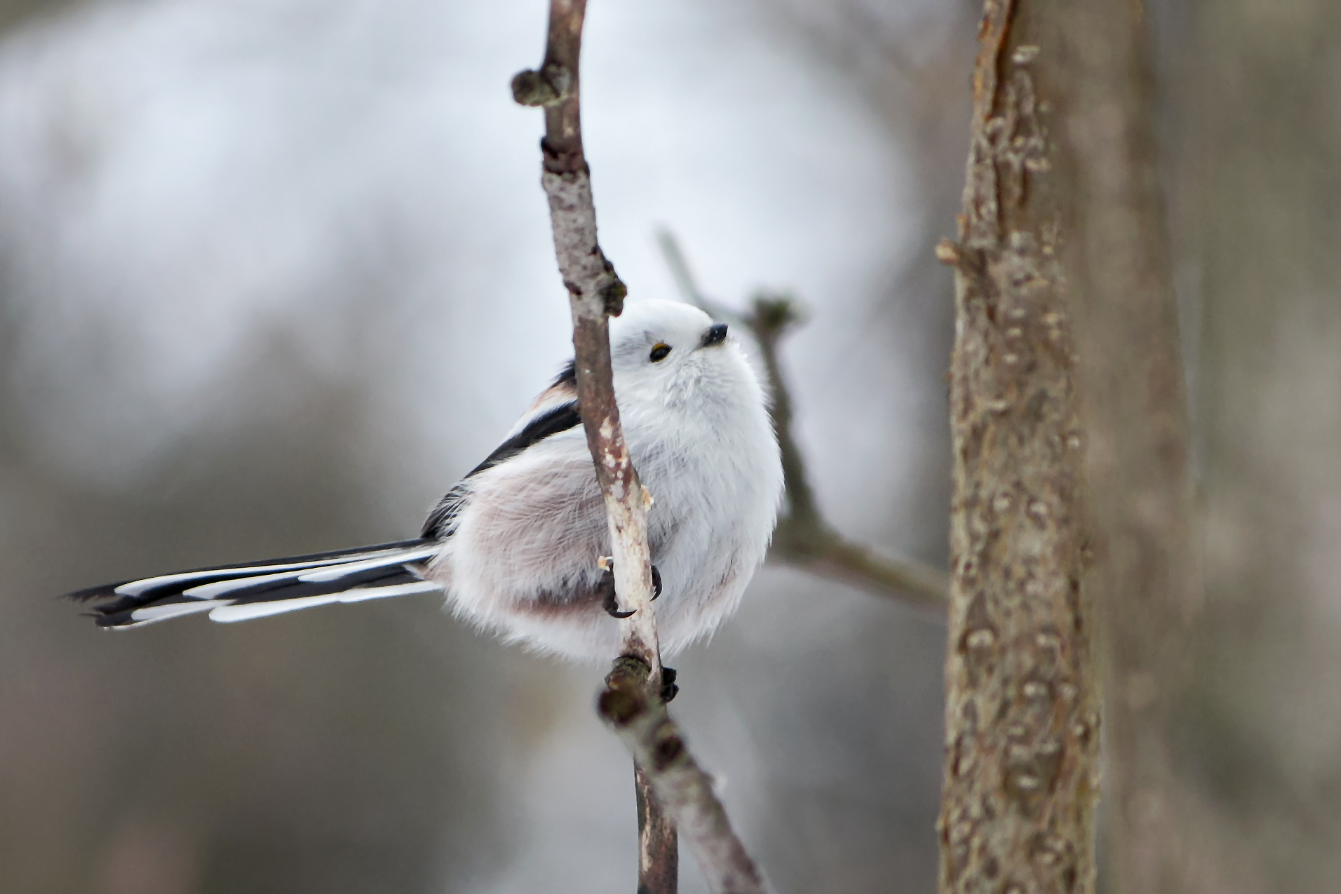 длиннохвостая синица, ополовник, aegithalos caudatus, КарОл