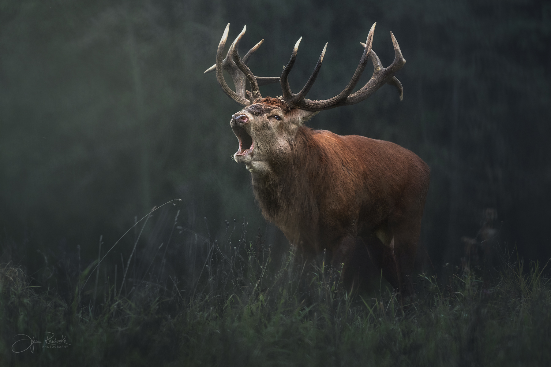 олень, беларусь, гон, deer, rut, осенний гон, красный бор, Рудченко Ольга