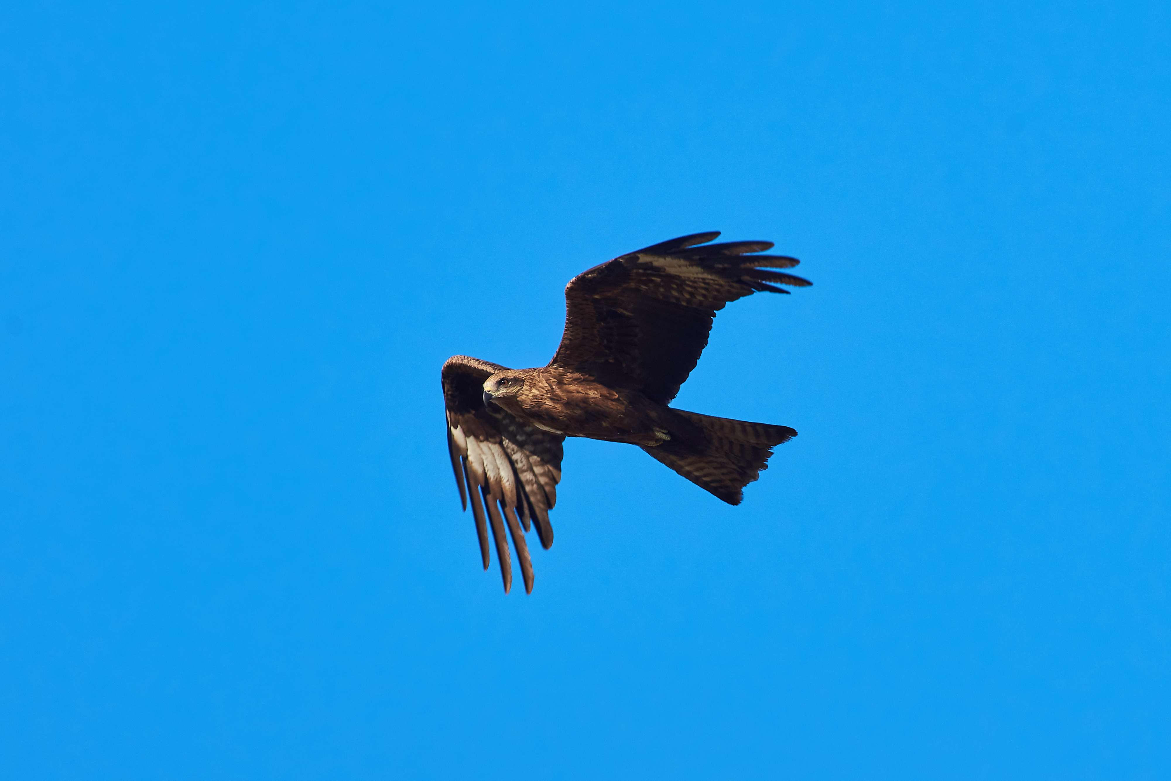 bird, birds, volgograd, russia, wildlife, , Павел Сторчилов