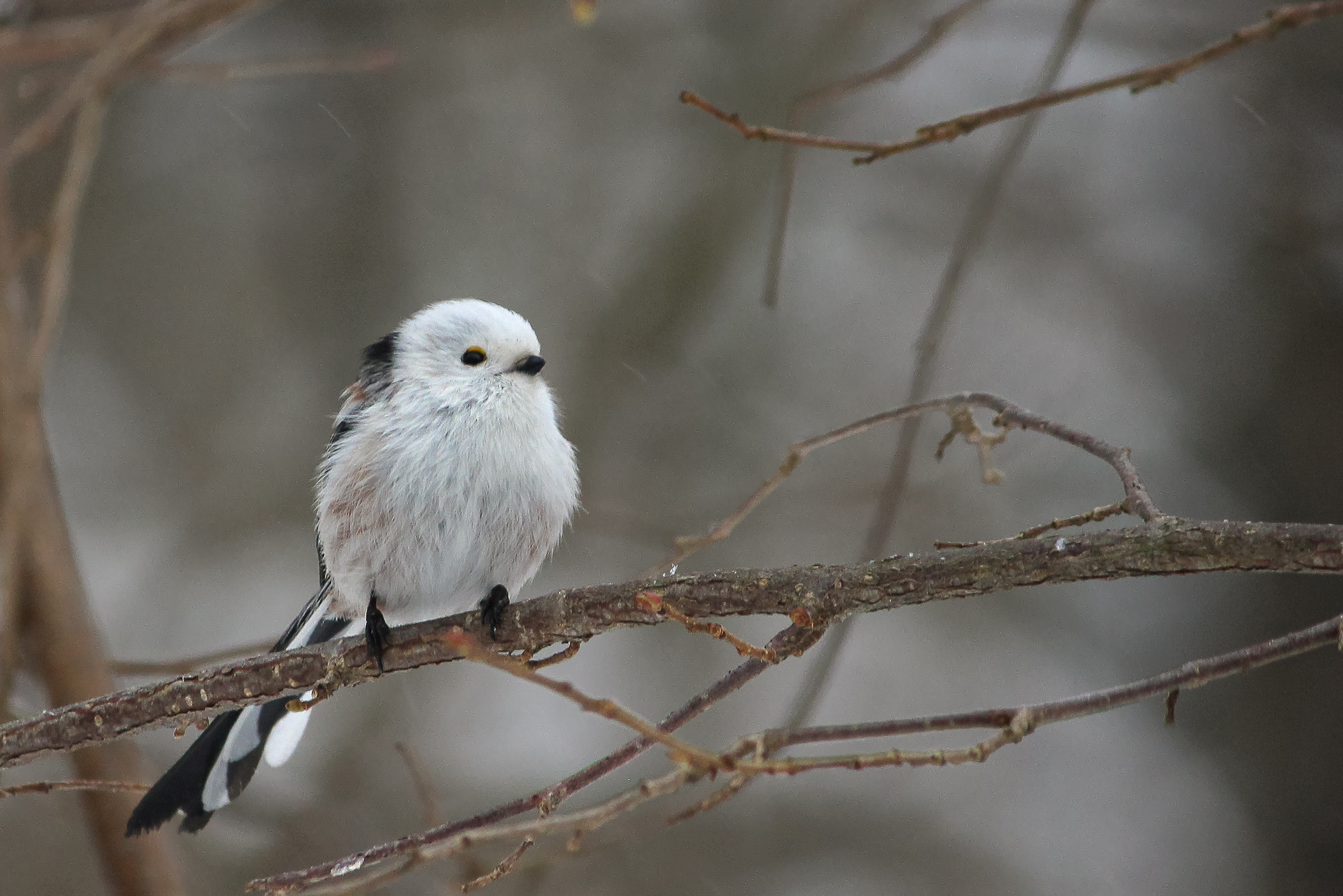 длиннохвостая синица, ополовник, aegithalos caudatus, КарОл