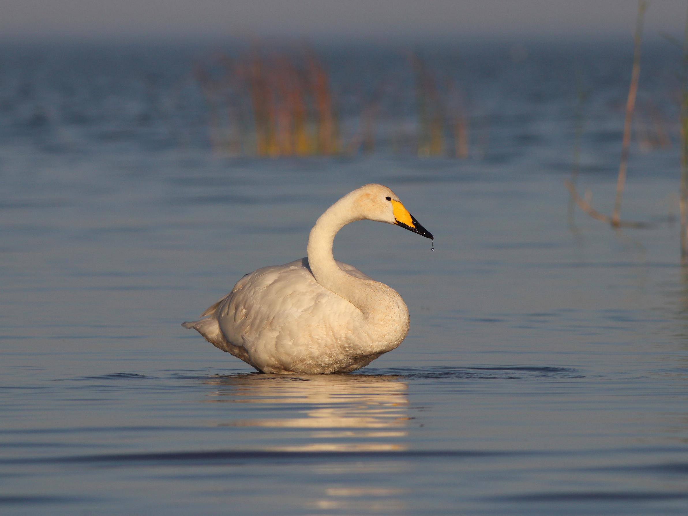 лебедь-кликун, cygnus cygnus, whooper swan, куршская коса, куршский залив, Бондаренко Георгий